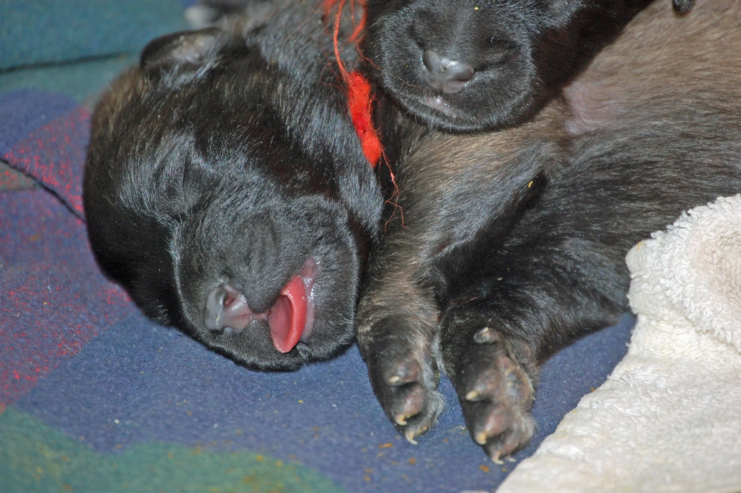 01 18_1 week old_5178_edited-1.JPG