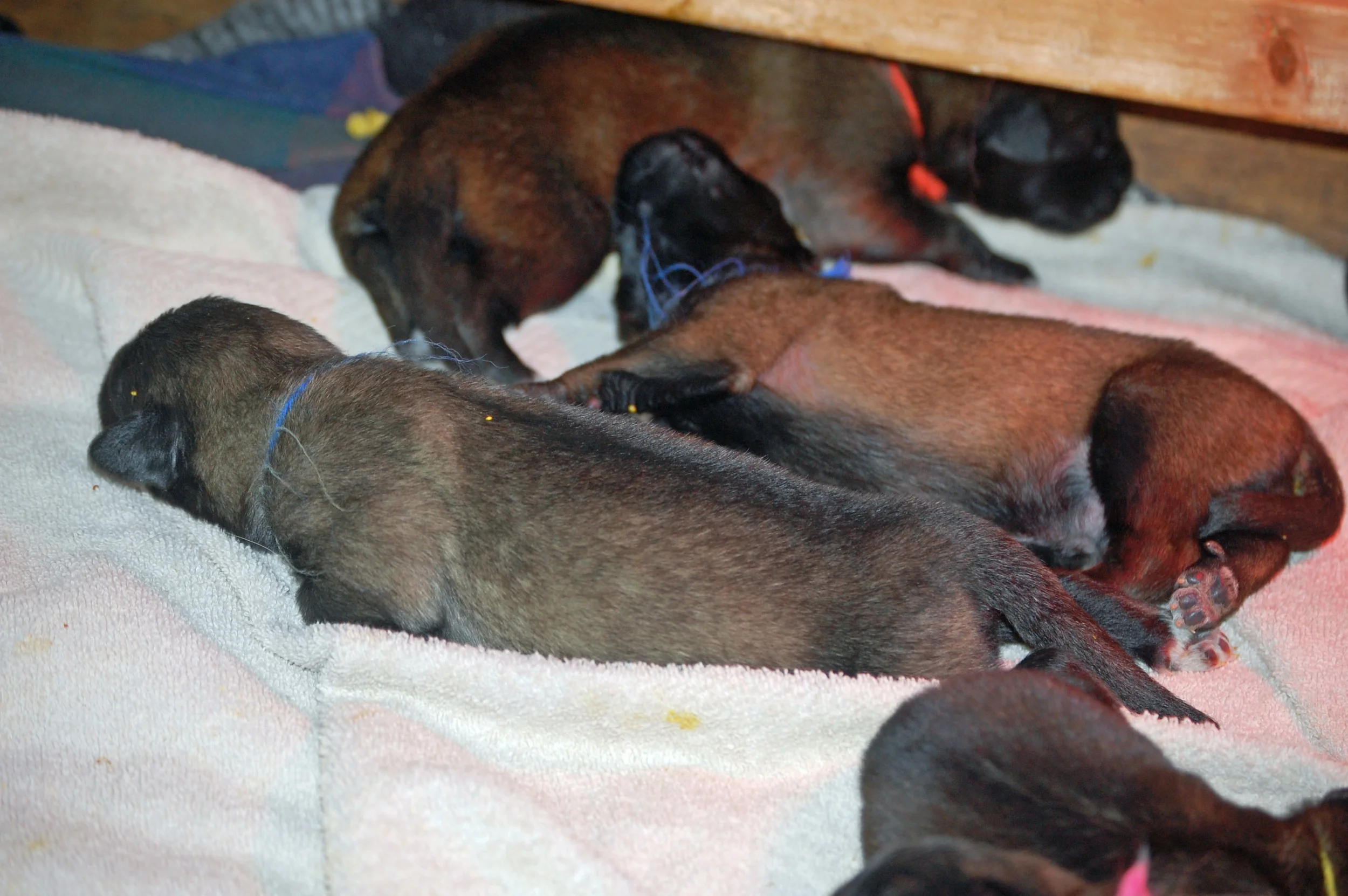 01 18_1 week old_5181_edited-1.JPG