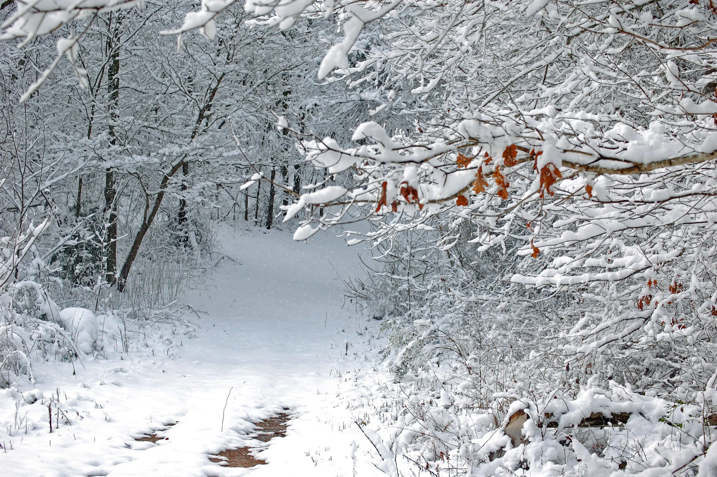 Every season is so beautiful at Misty .