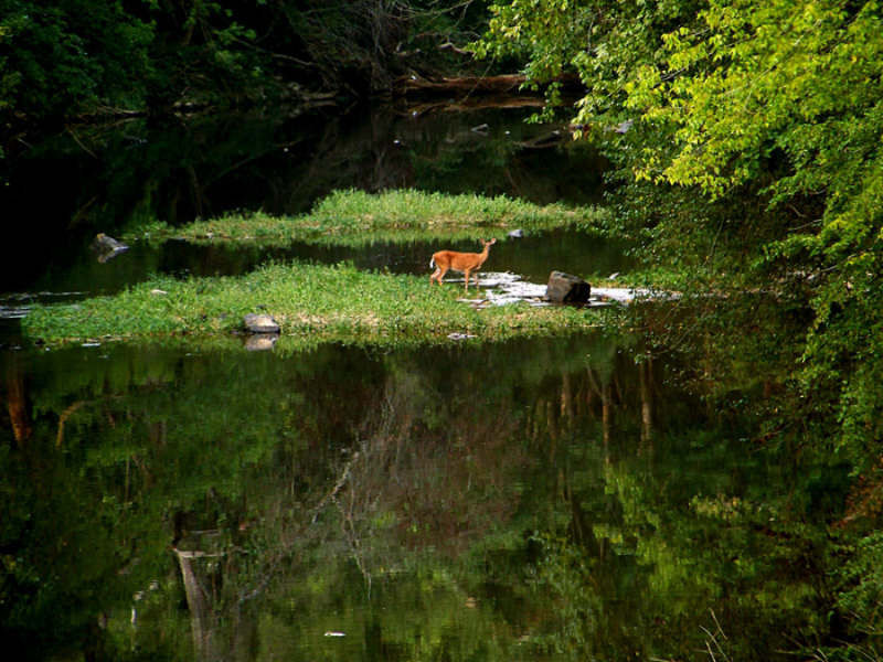Summer&nbsp;at Misty Mountain.