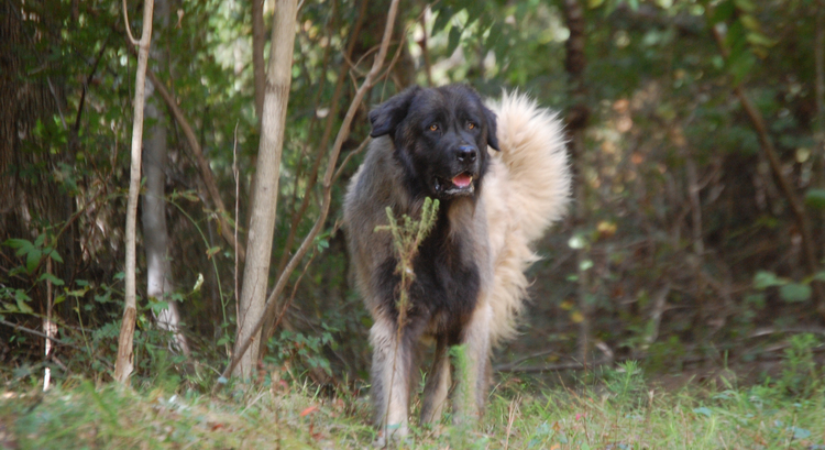 This beautiful Estrela is enjoying exploring the forest.