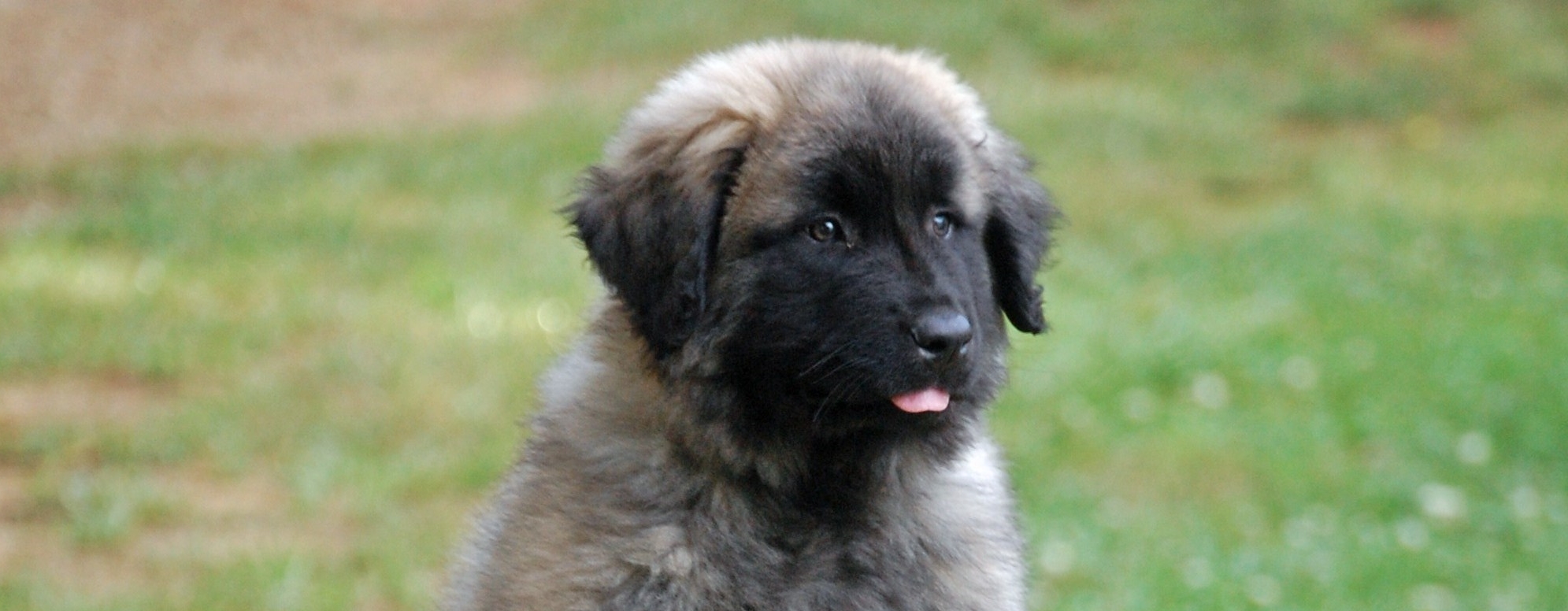 estrela mountain dog puppy for sale