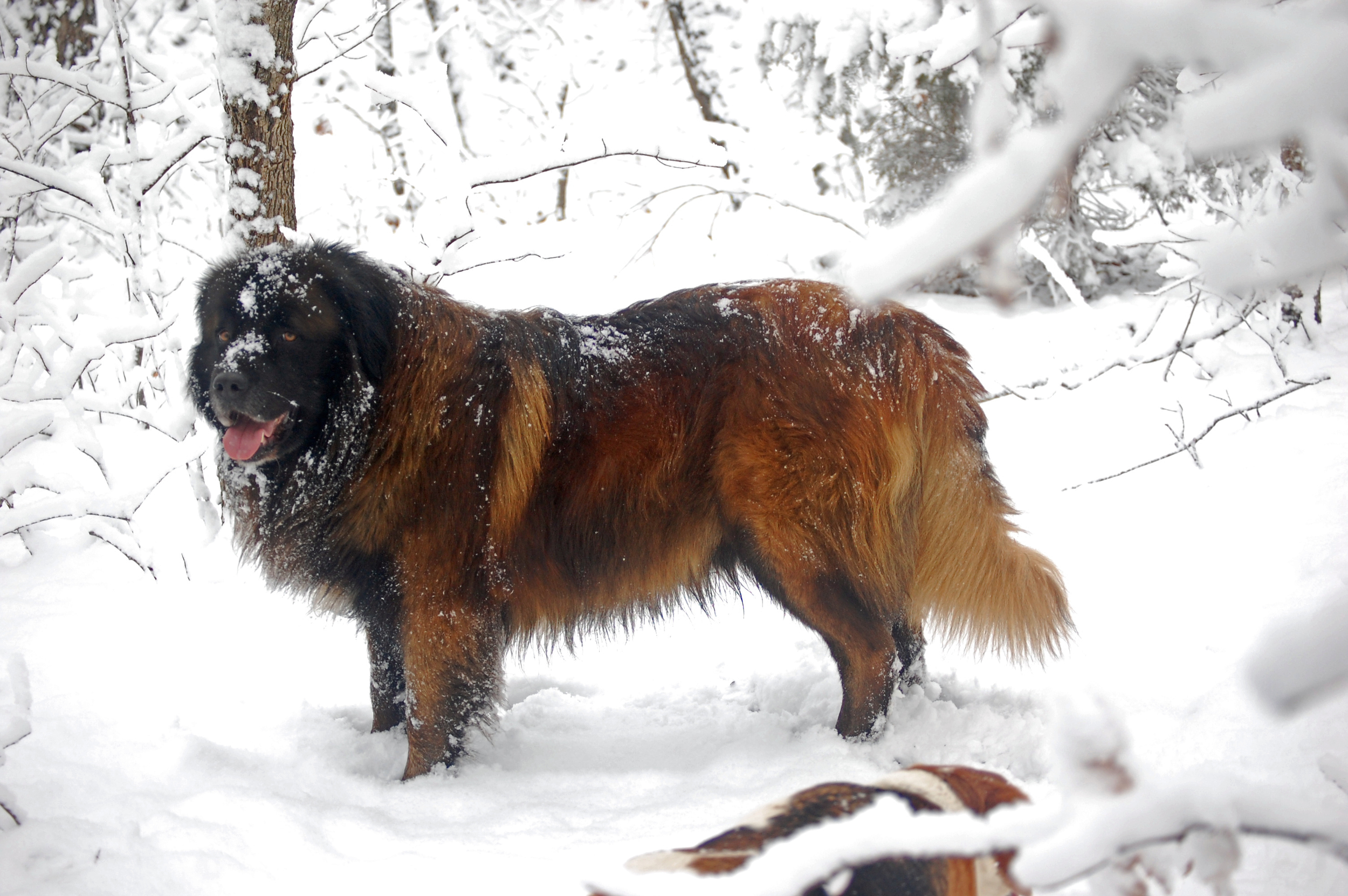 estrela mountain dog rescue