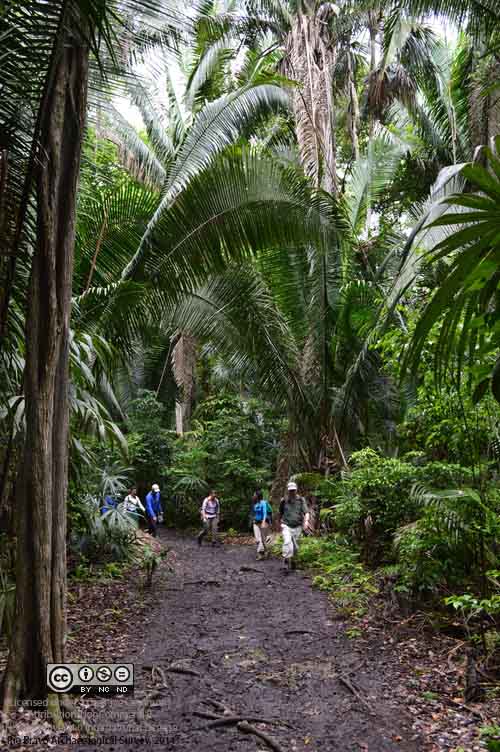 CC Forest Trail.jpg