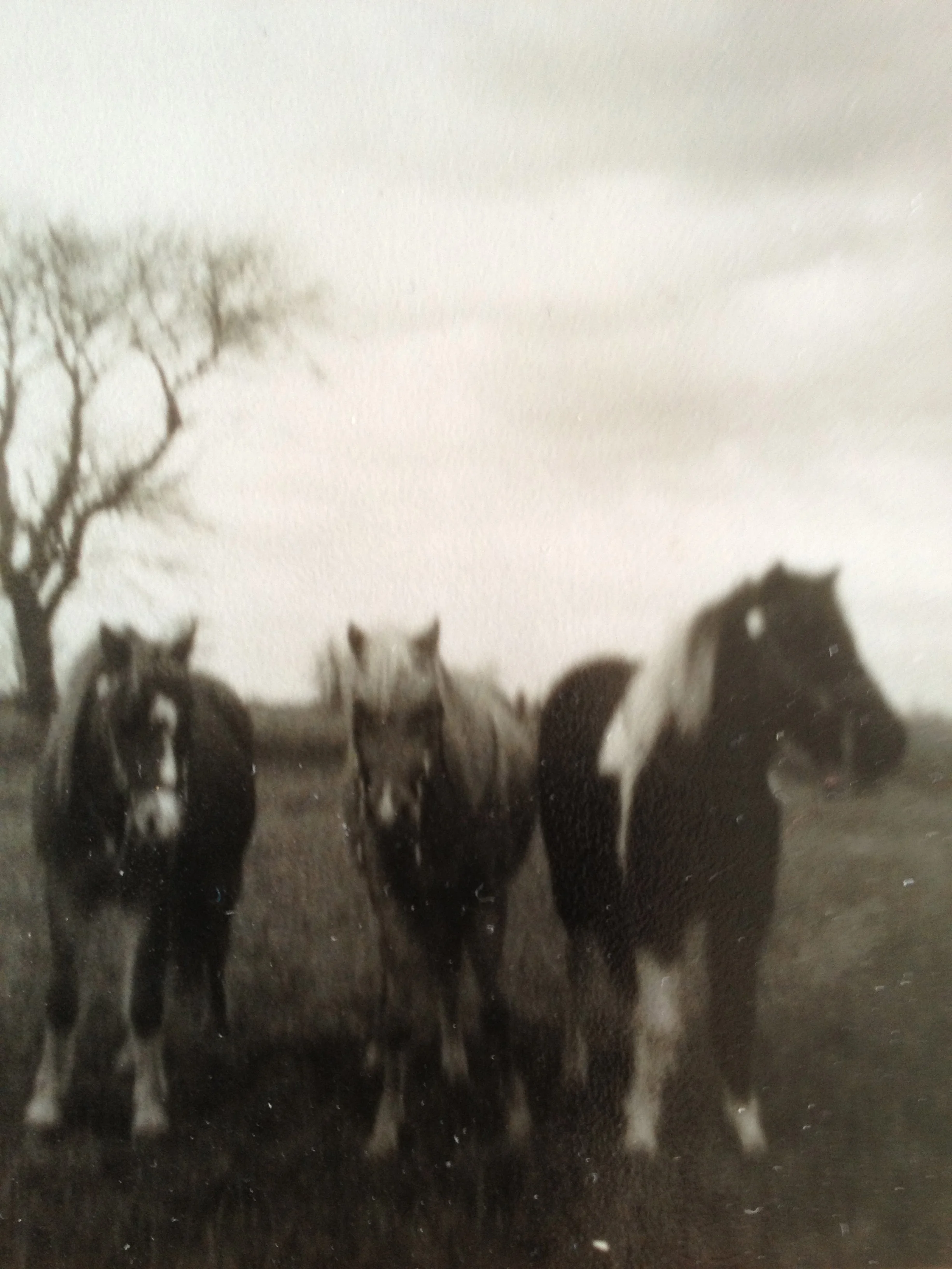 Sugar, Lady & Patches