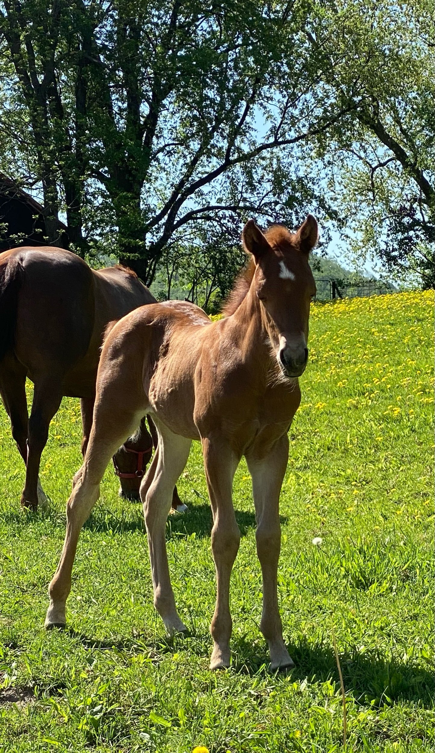 Smooth Madeline x Gunnatrashya