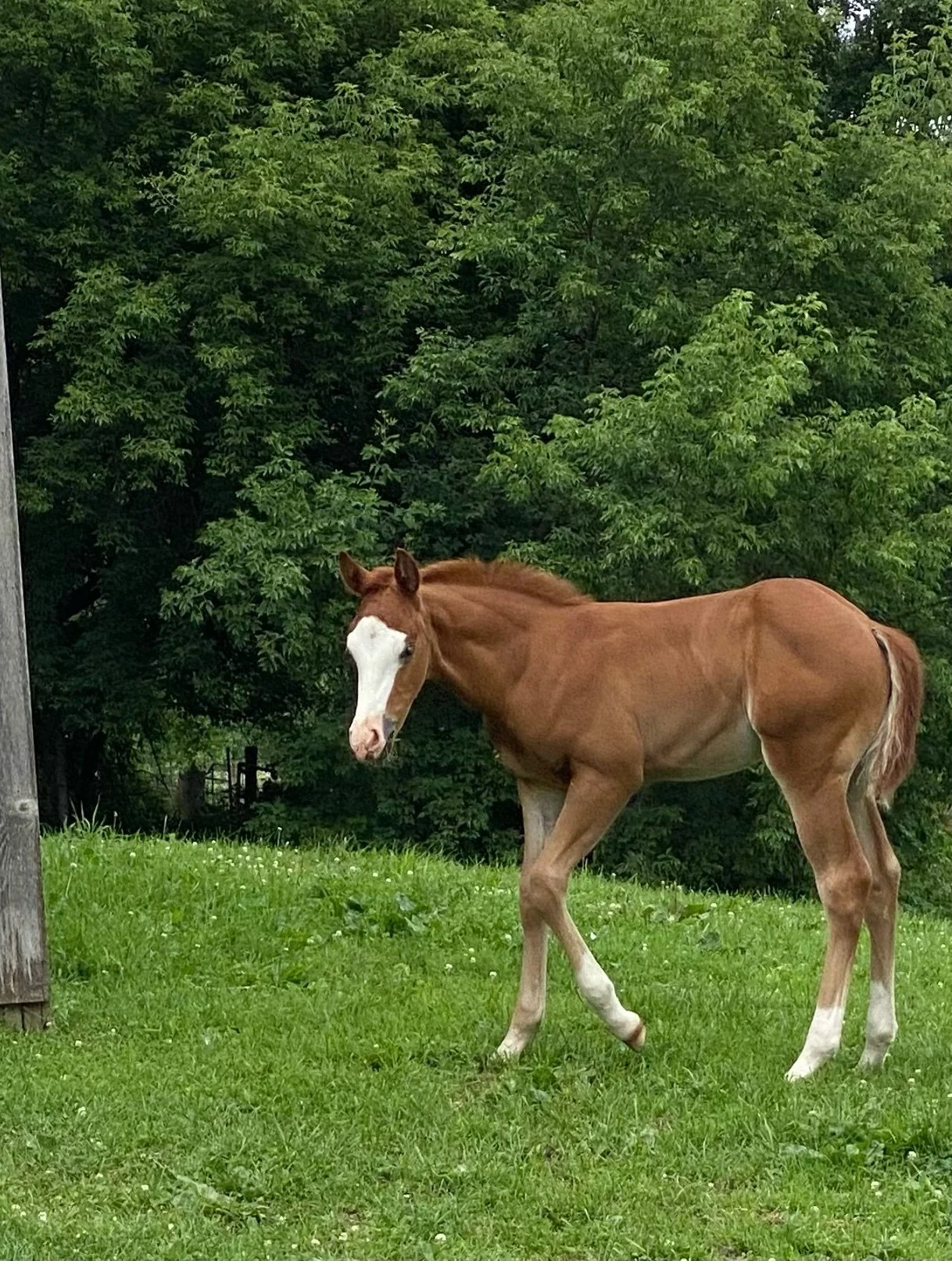 Niccacat by Smooth As A Cat  x No Smoking Required