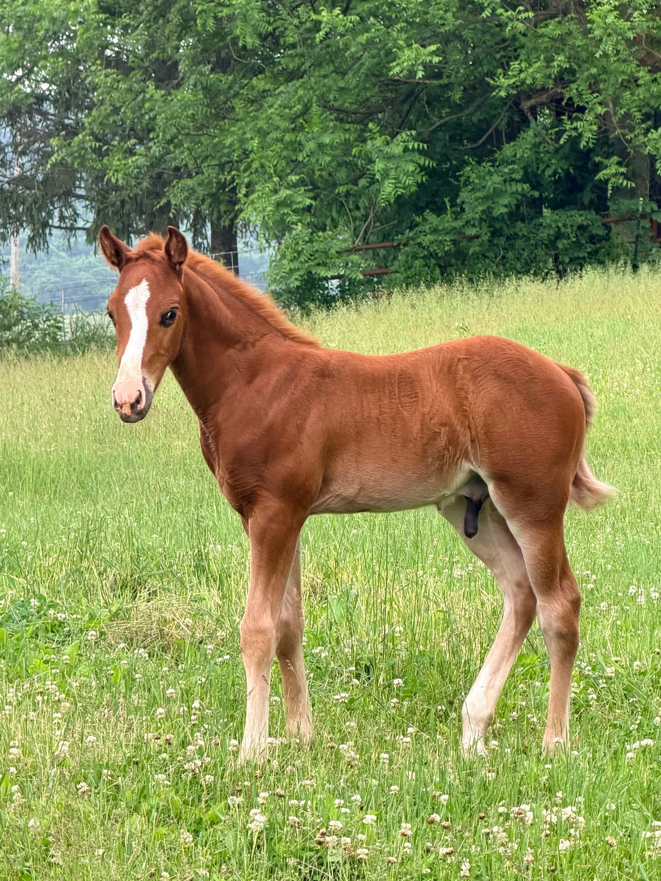 2026 colt by Smoking Trash x Smooth Madeline  