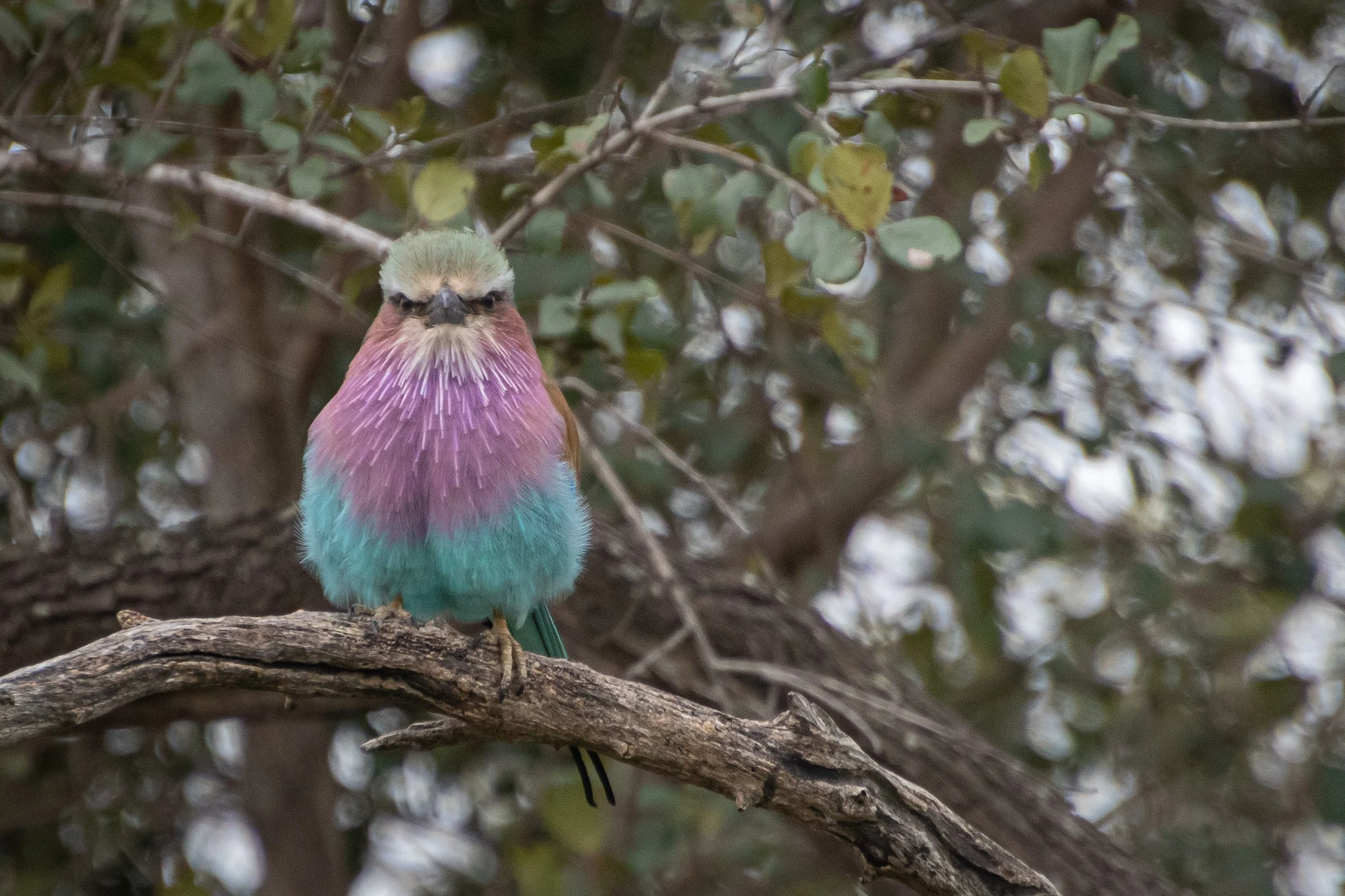 Lilac Breasted Roller