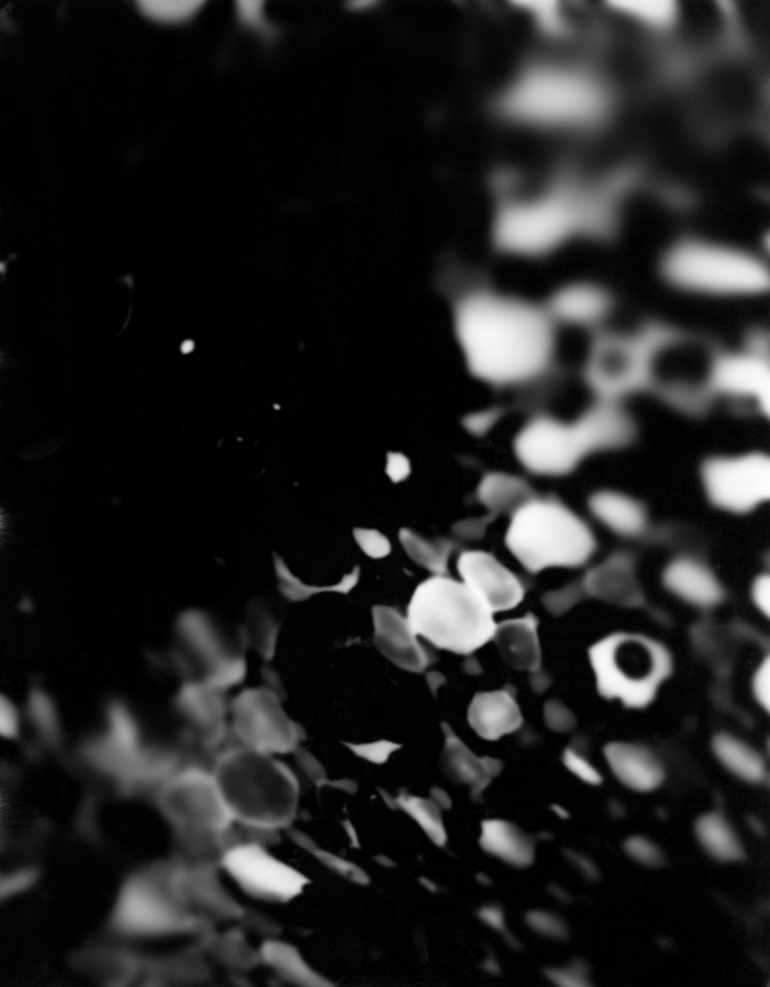 Ellenwood_Elizabeth_You're Not Hallucinating. That's Just Squid Skin.jpg