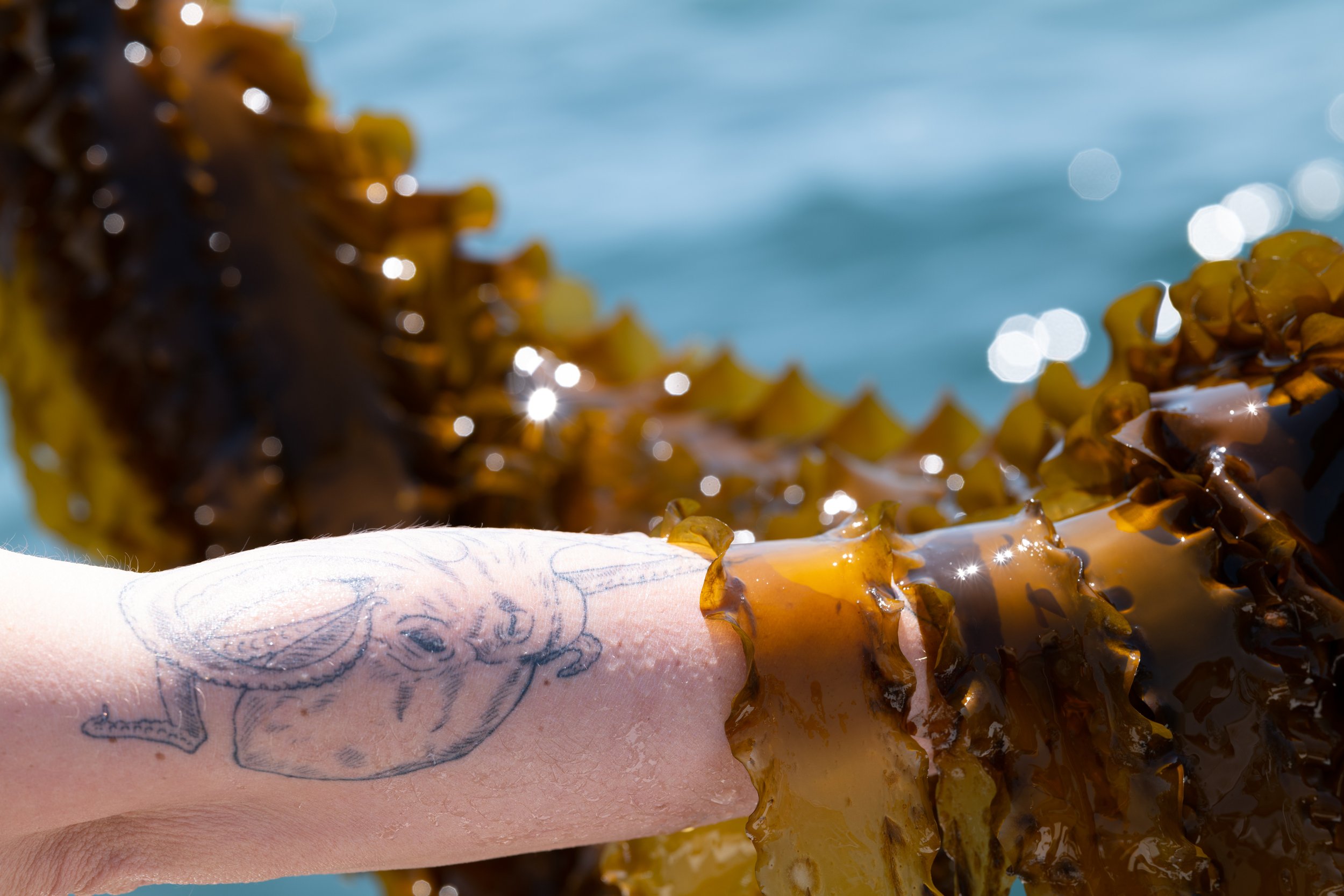 moca stonington kelp-41.jpg