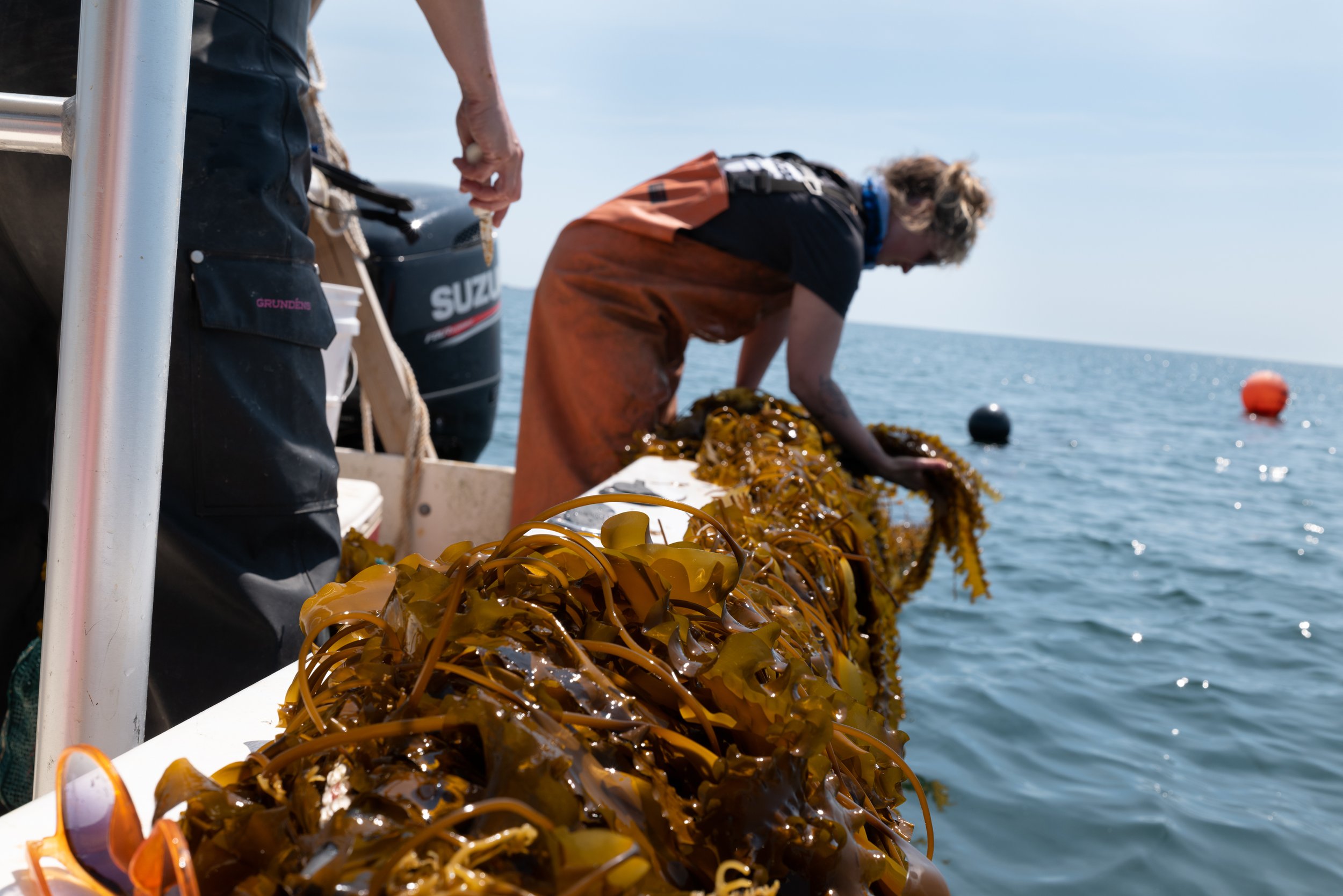 moca stonington kelp-112.jpg