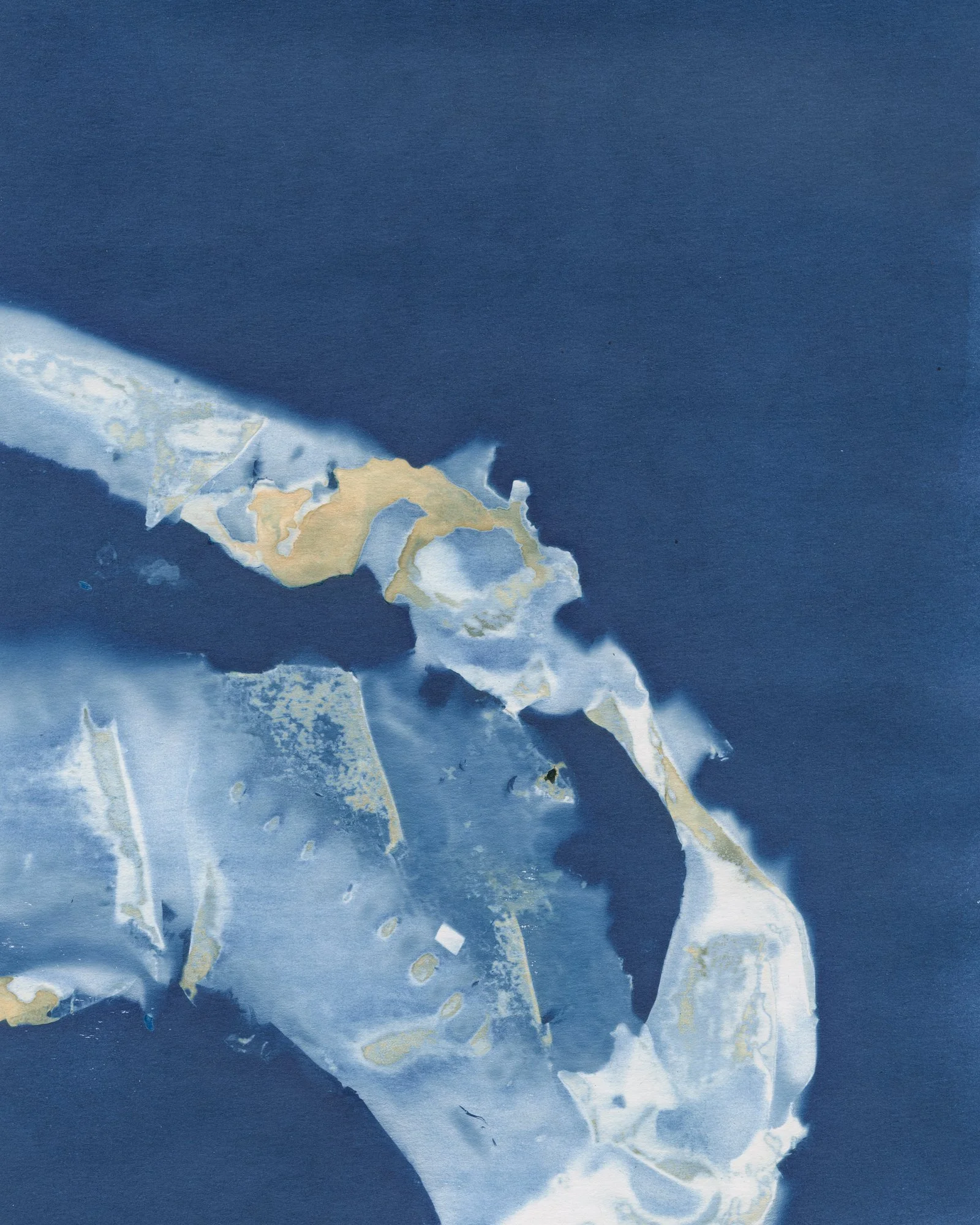 Sugar_Kelp_Cyanotype_8x10_2024_01.jpg