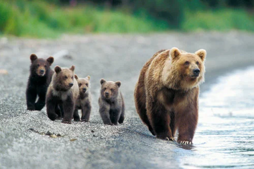 Ours du Kamchatka.jpg