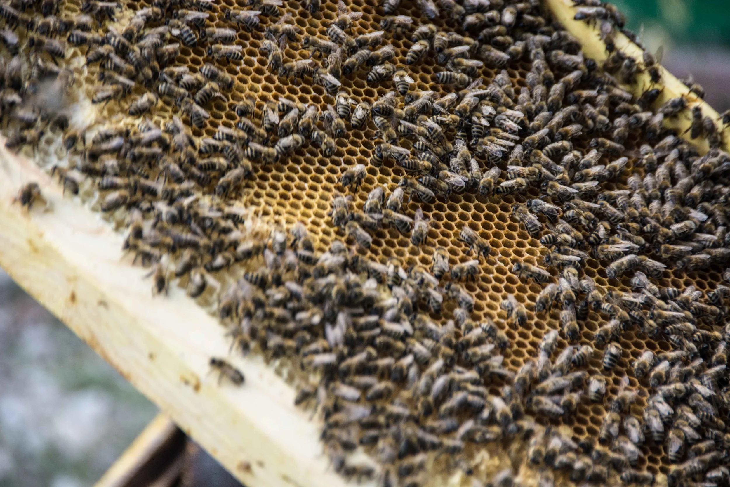 Le miel du Kirghizistan