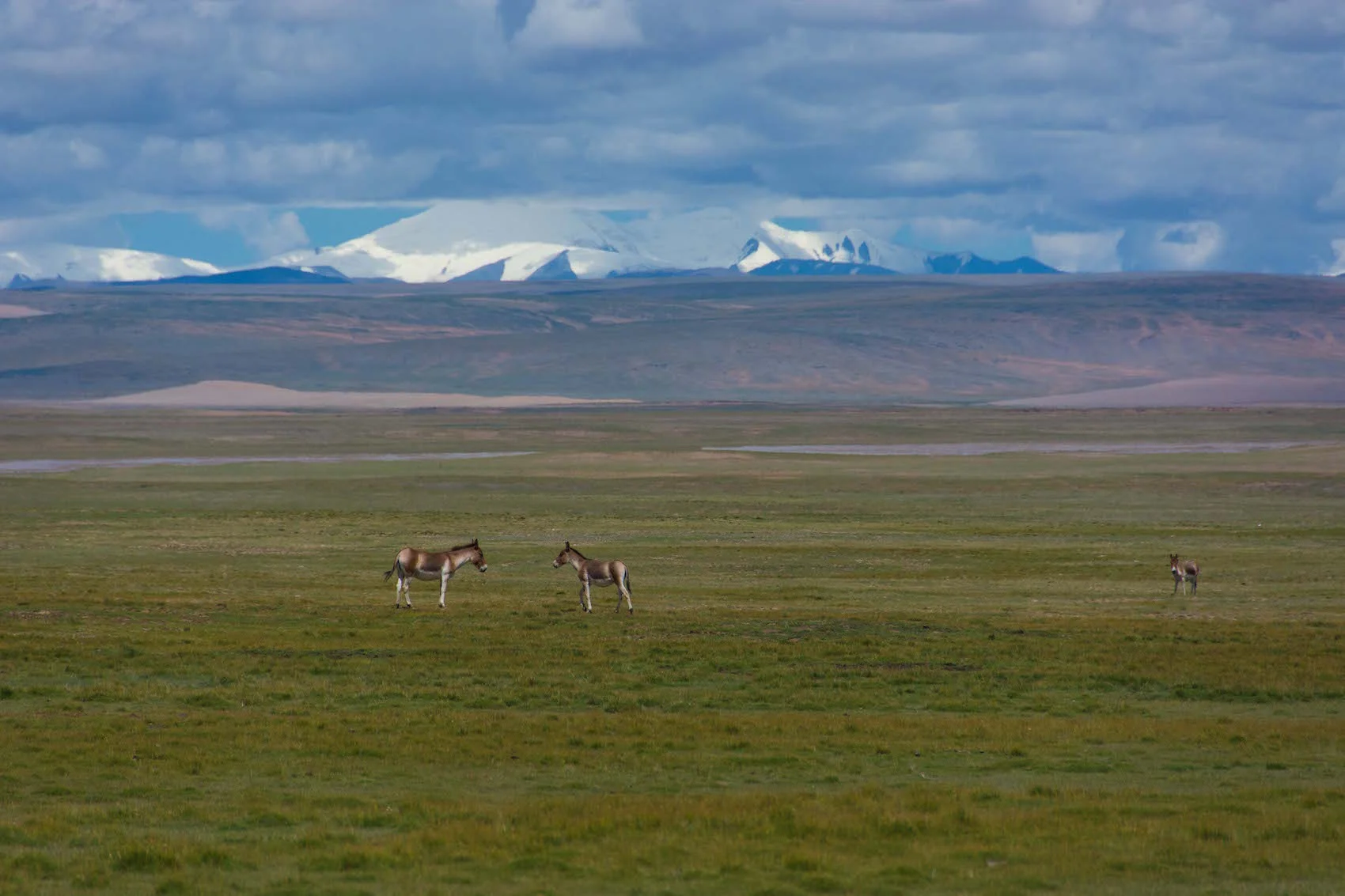 BE16_Tibet oriental-124.jpg