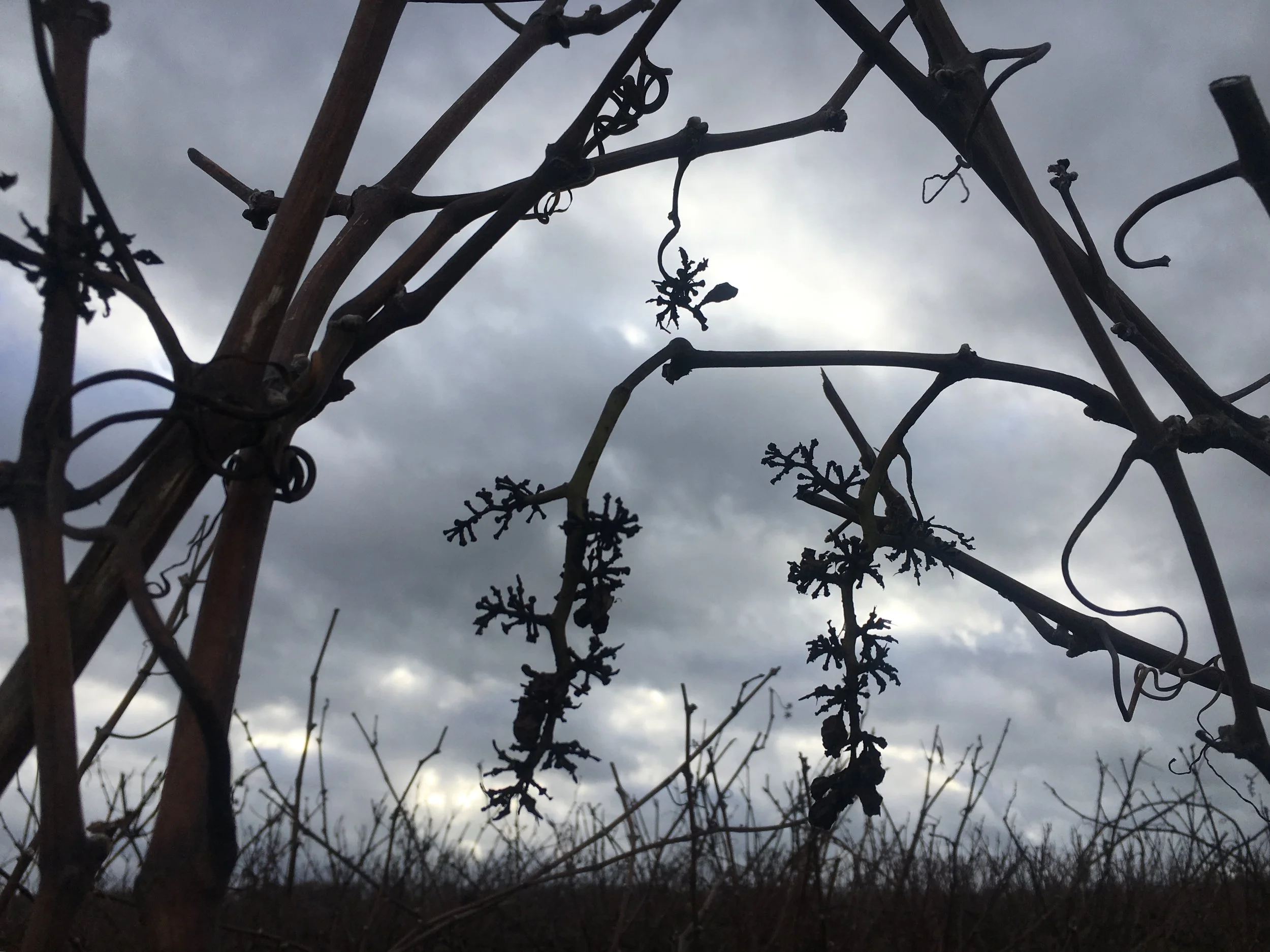 Les silhouettes des vignes dénudées à l'approche de Reims