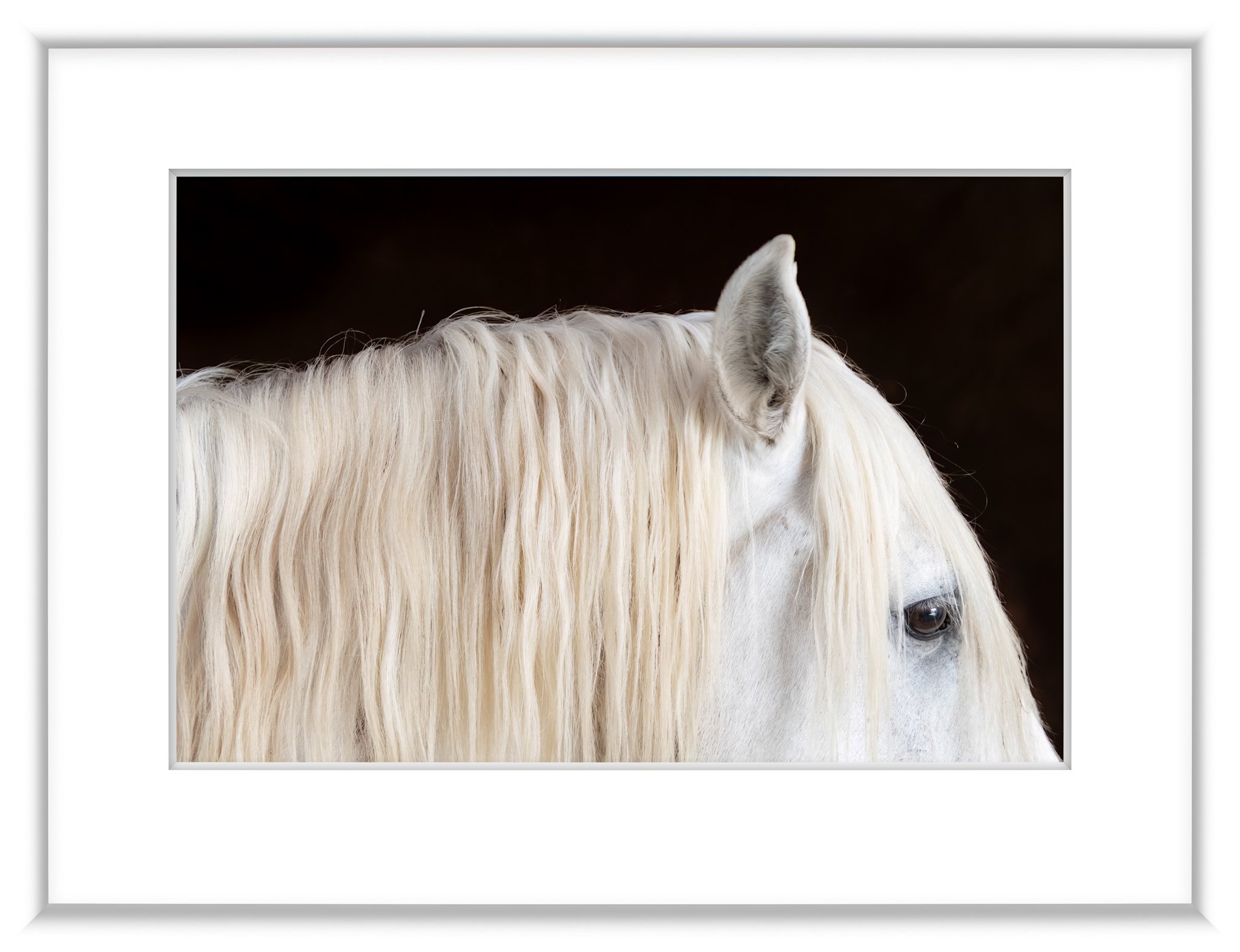 MSC-D850-Camargue-May2023-0082-Edit.jpg