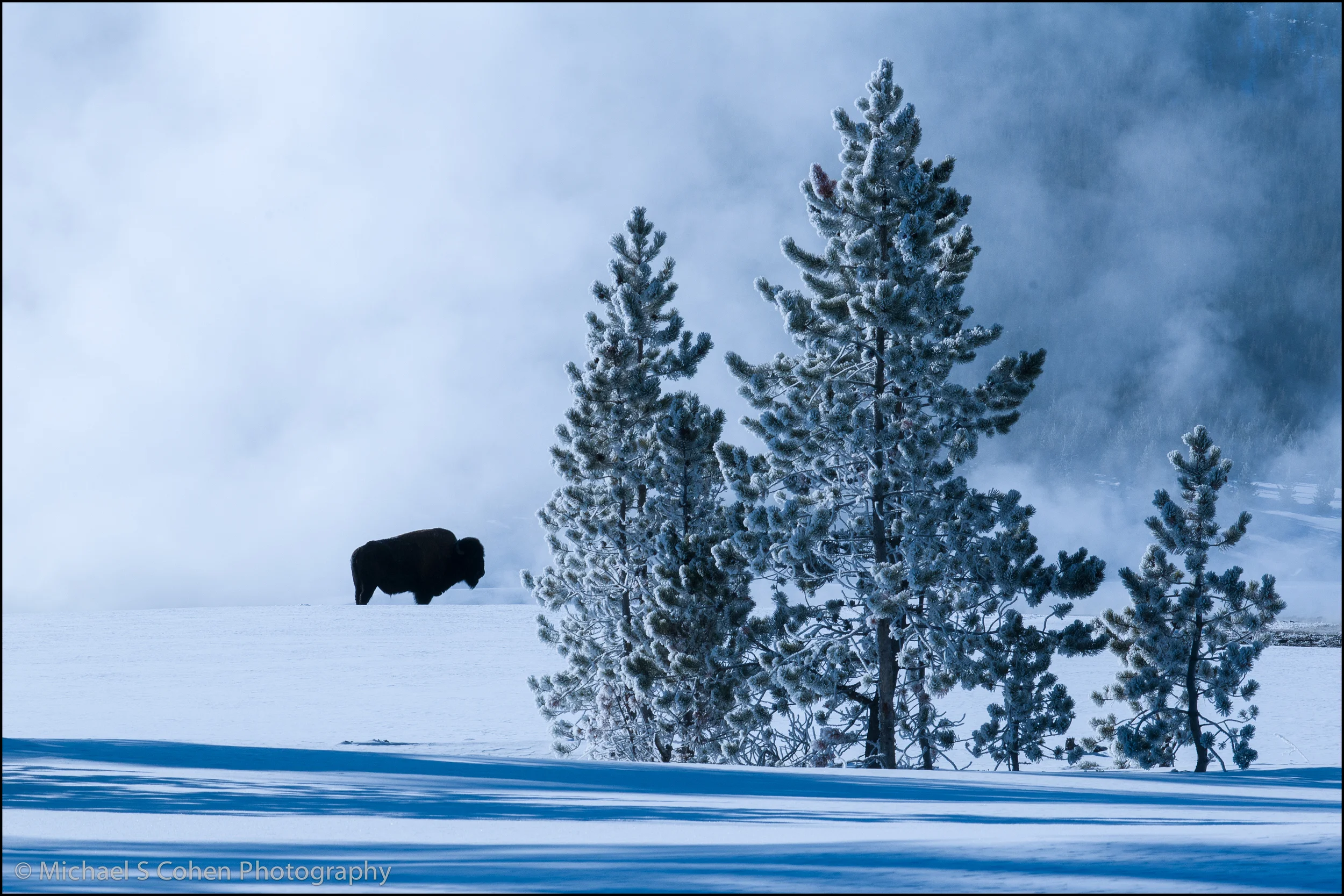 Bison Blue.jpg