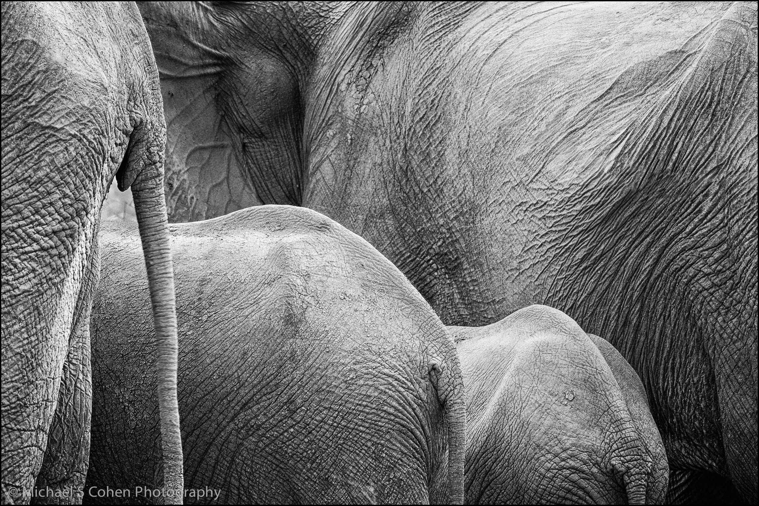 Elephant Abstract.jpg