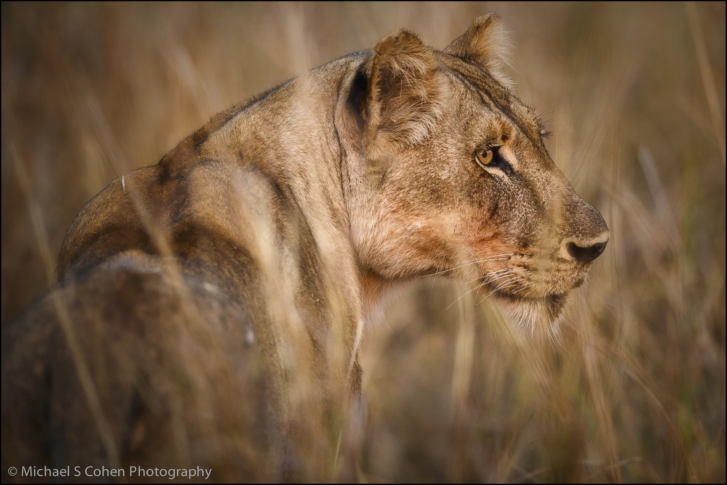 Lioness Hunting.jpg
