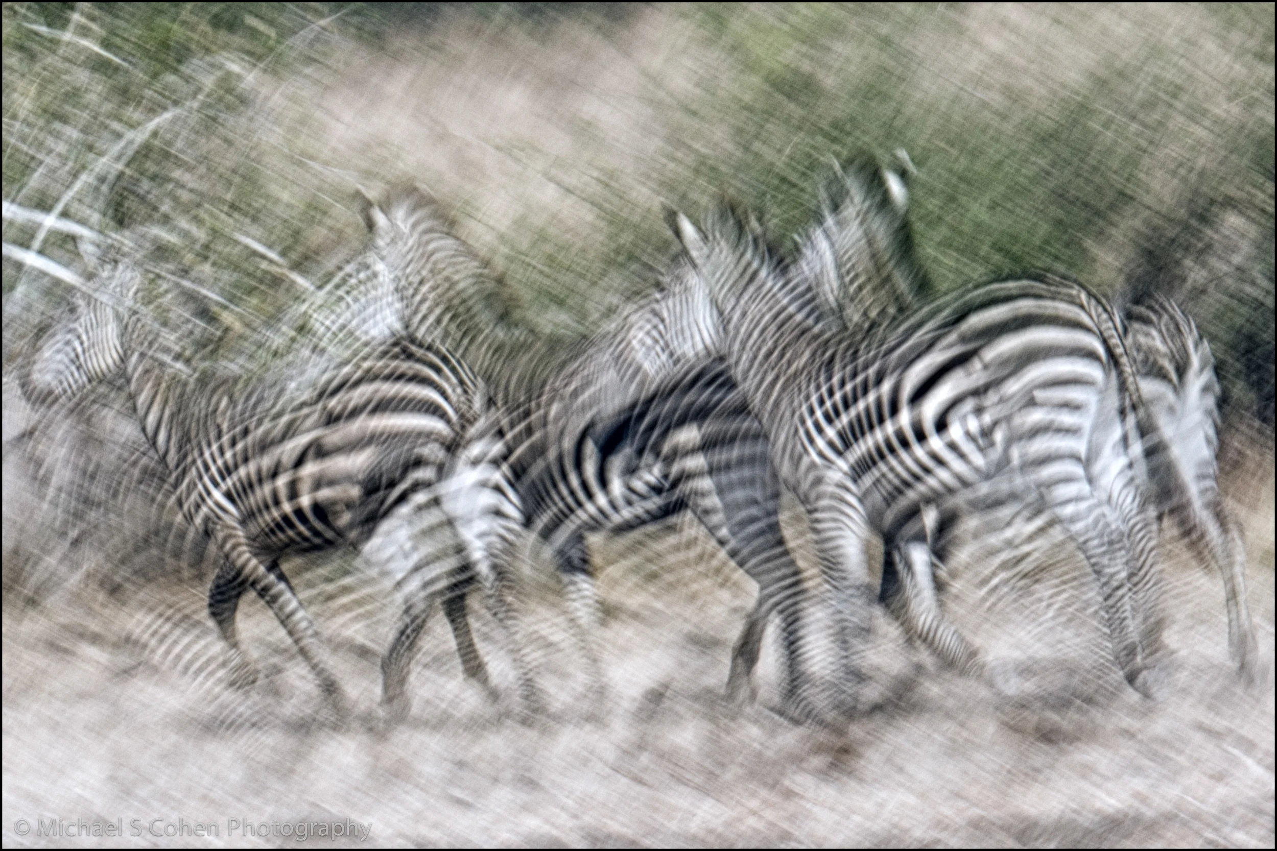 Zebra Abstract.jpg