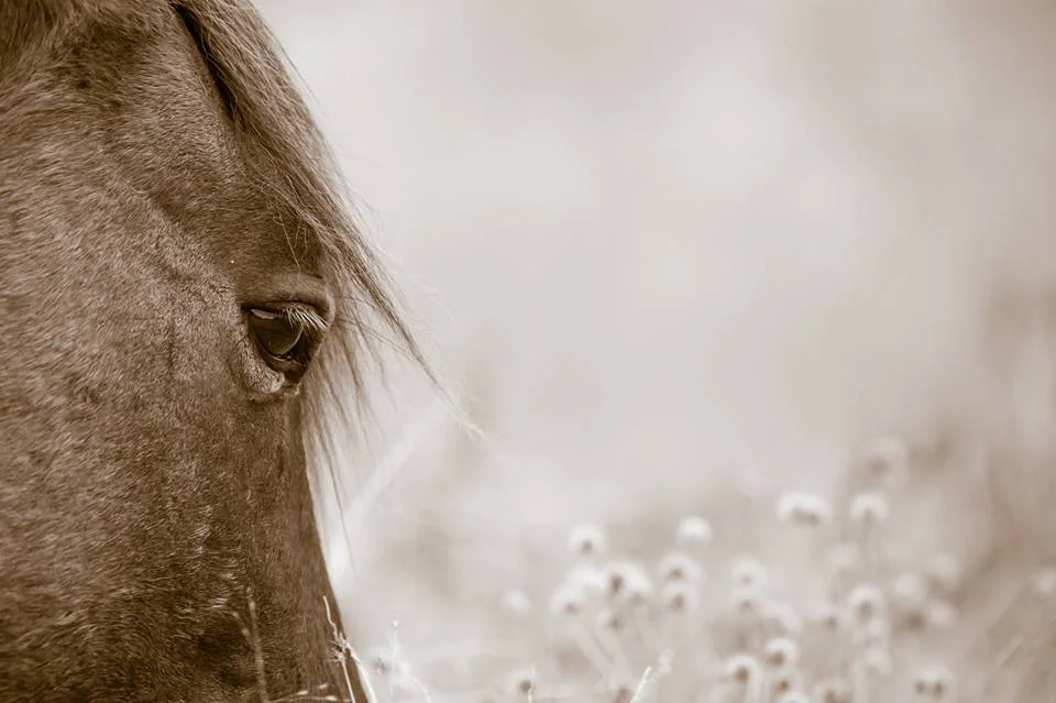 Using a long telephoto lens doesn’t mean you have to be far away.