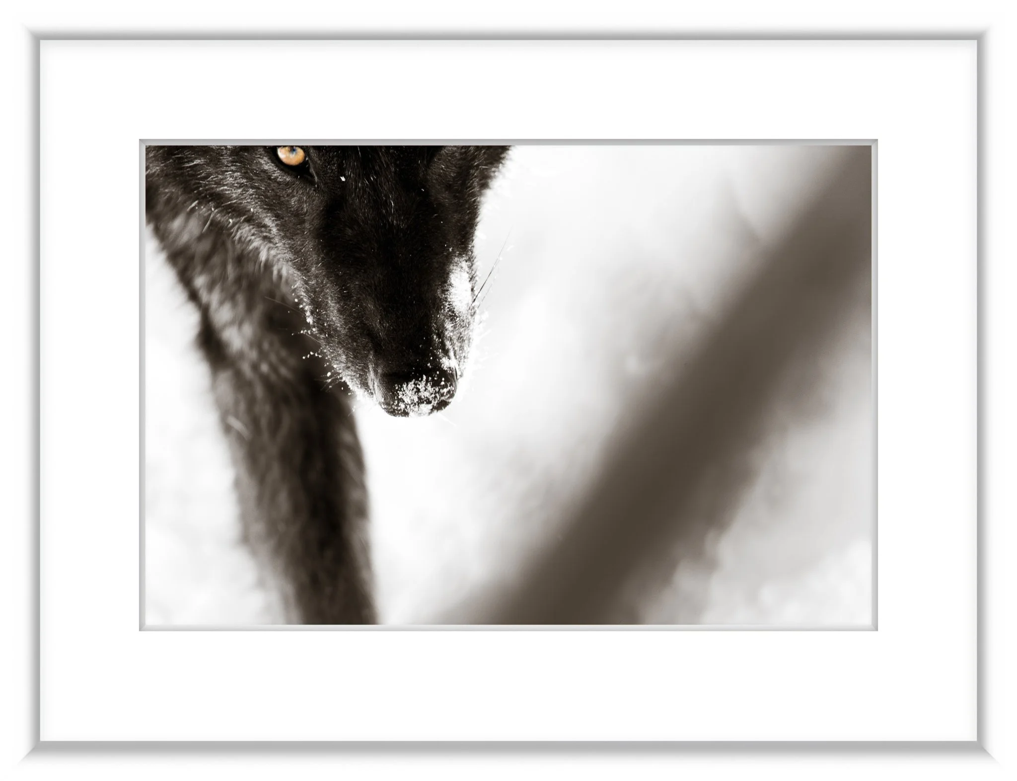 MSC-D5-YNP-Jan2020-2751-Edit-Edit-2-2.jpg