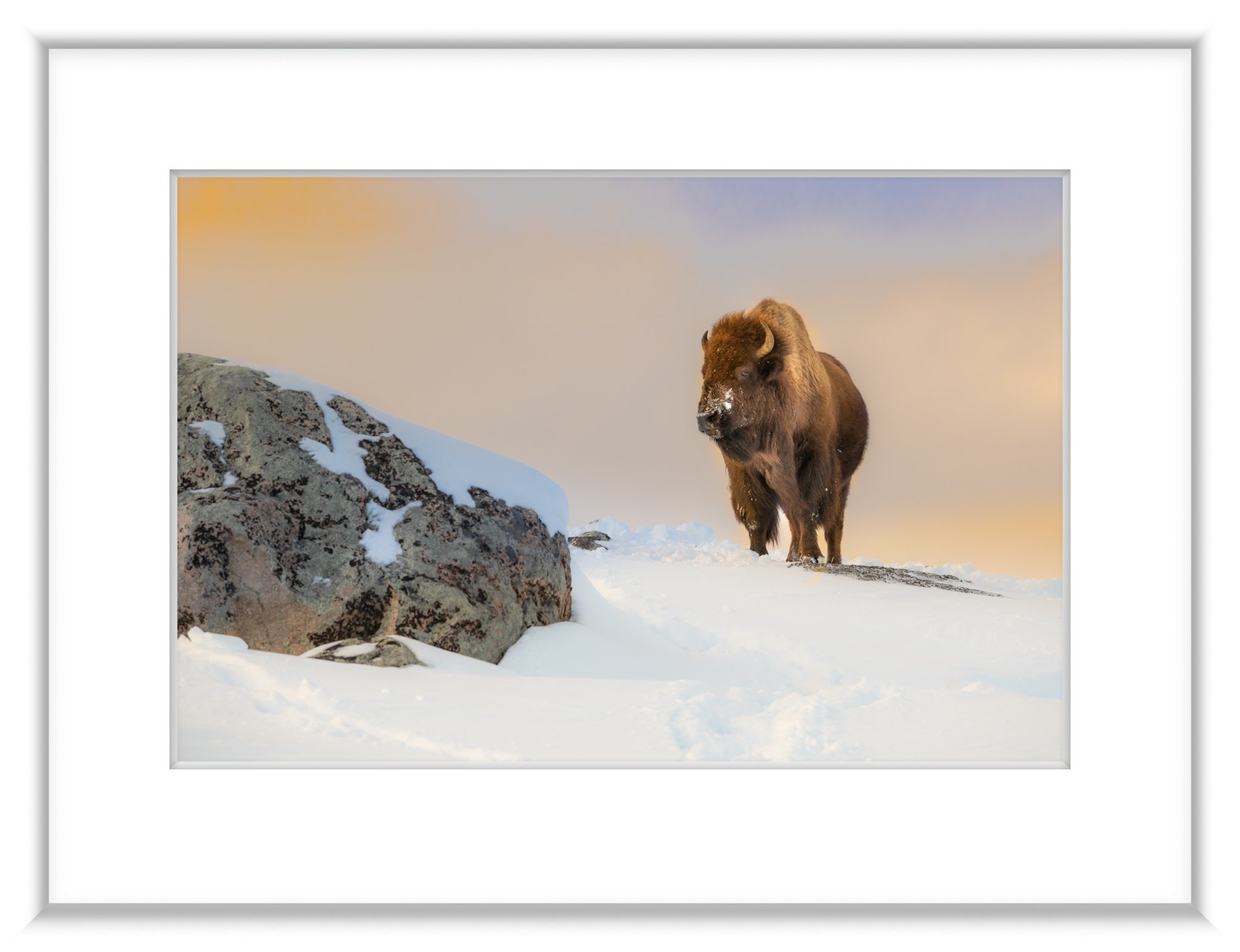 MSC-D850-YNP-Jan2020-3650.jpg