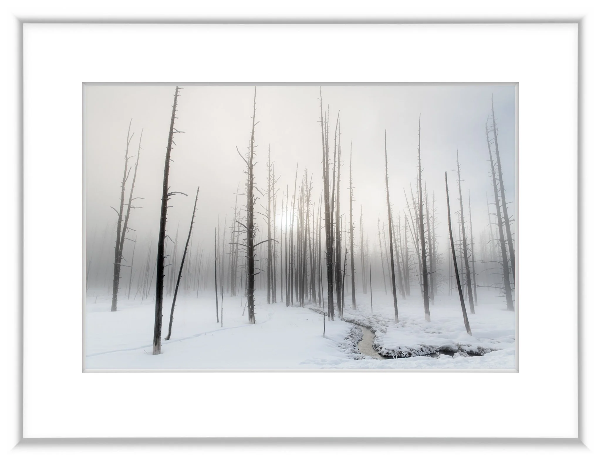 MSC-D850-YNP-Jan2022-6404-2.jpg