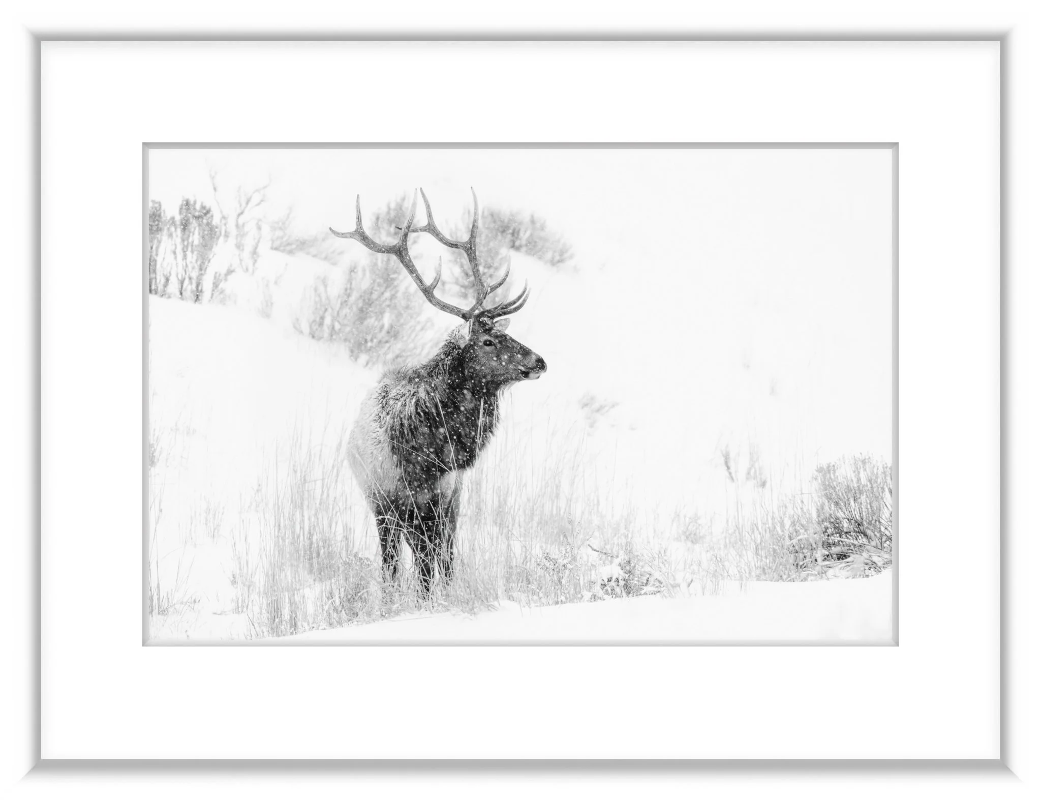 MSC-D850-YNP2019-Jan2019-5654-Edit-2.jpg
