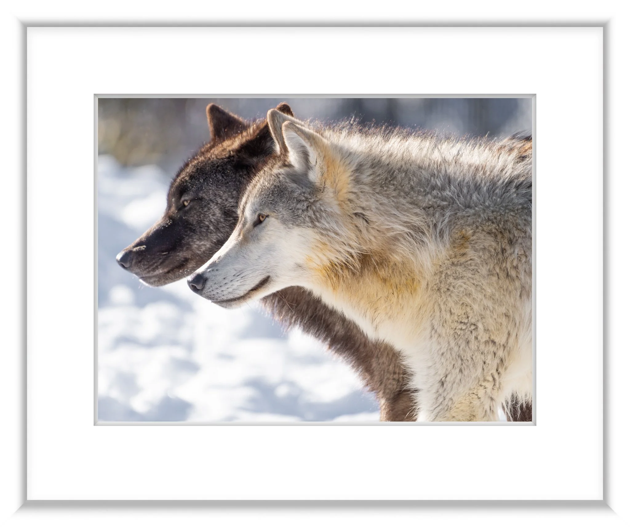 MSC-D5-YNP-Jan2020-3218.jpg