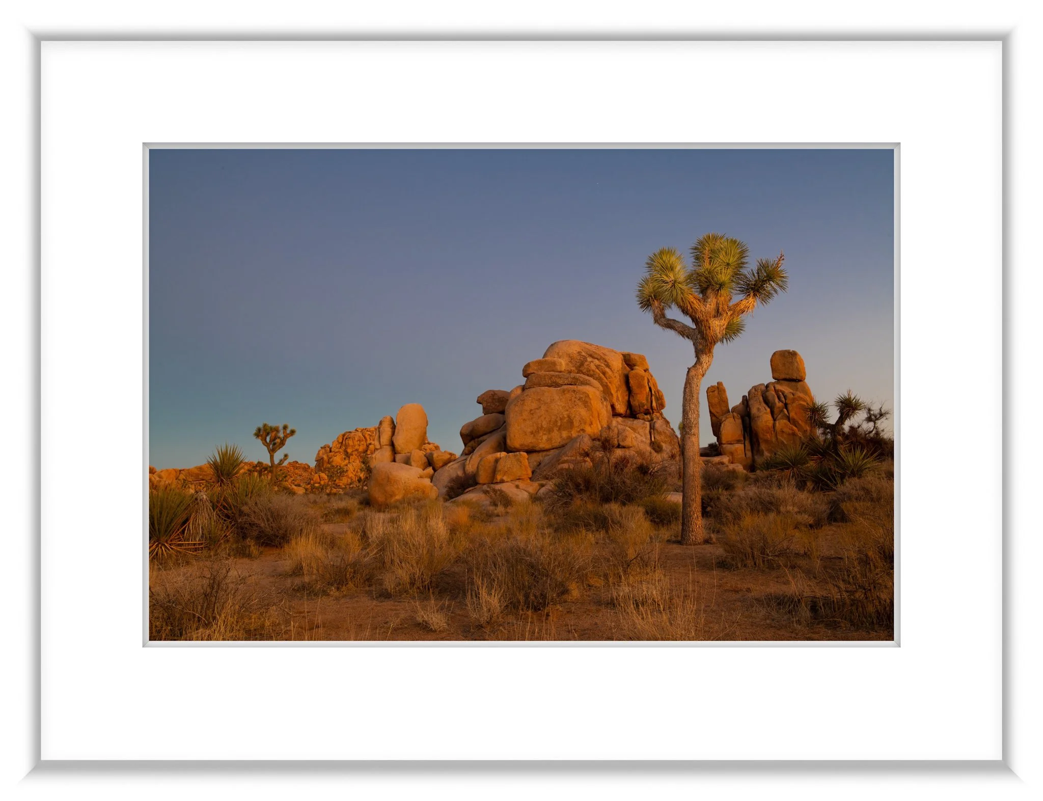 MSC-D850-JoshuaTree-Feb2022-7646.jpg