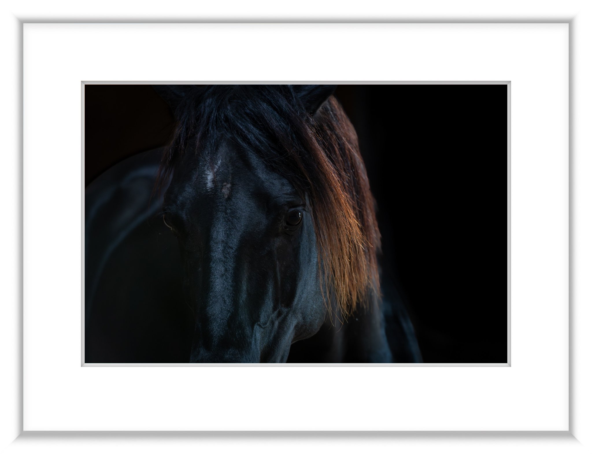 MSC-D850-Camargue-May2023-2015-Enhanced-NR.jpg