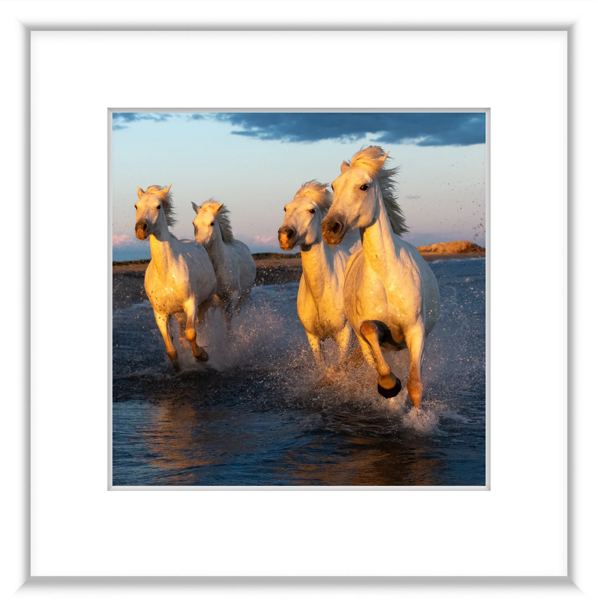 MSC-D850-Camargue-May2023-4281.jpg