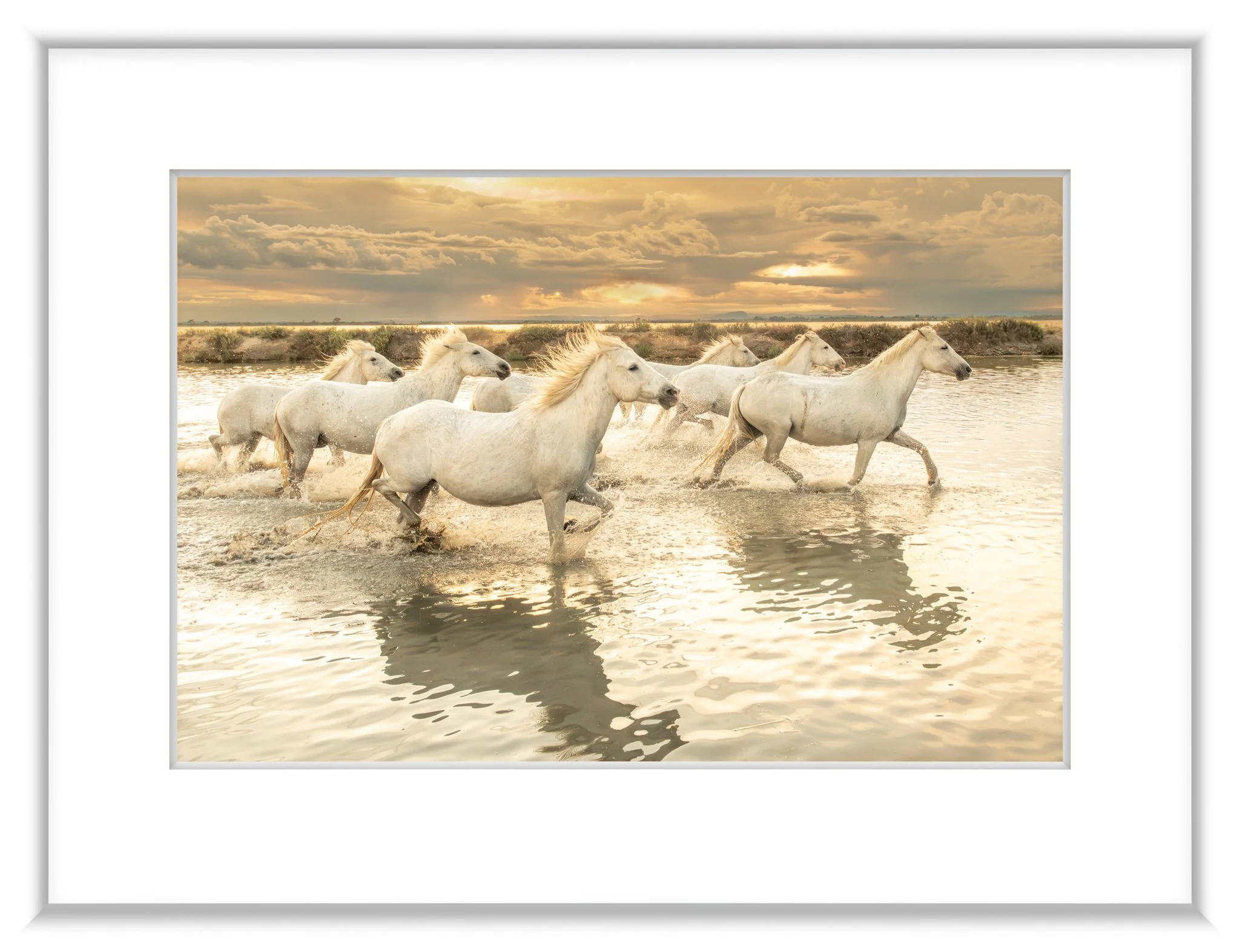 MSC-D850-Camargue-May2023-0917-Enhanced-NR.jpg