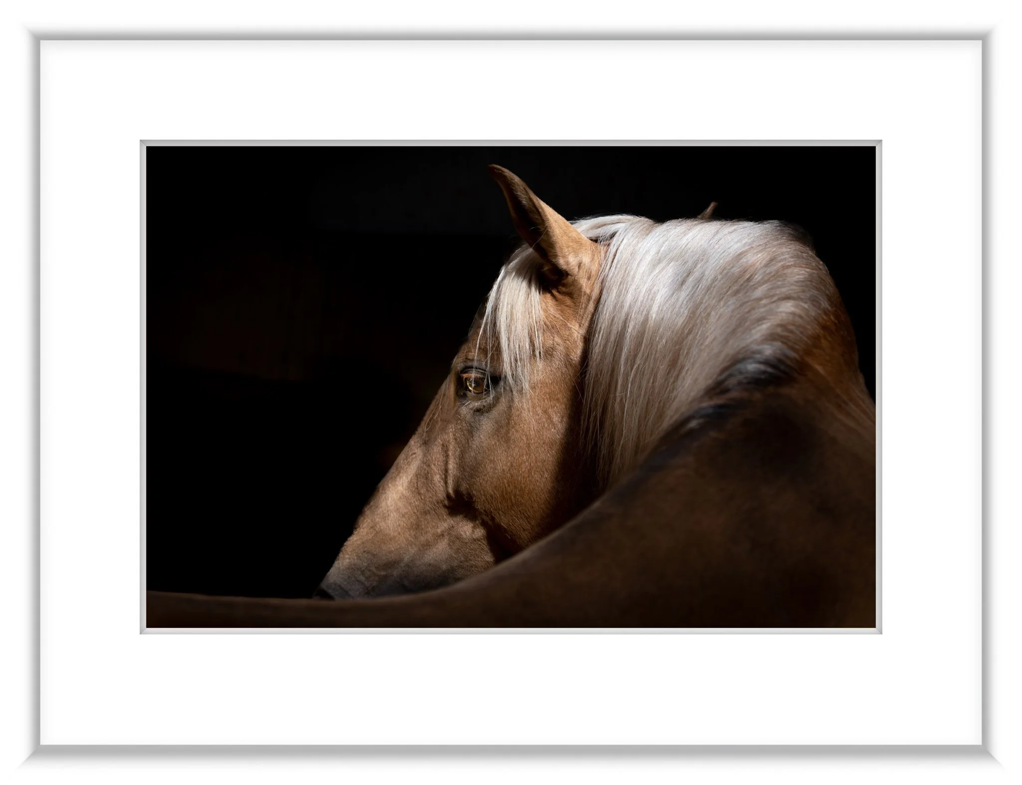 MSC-D850-Camargue-May2023-2854-Enhanced-NR.jpg
