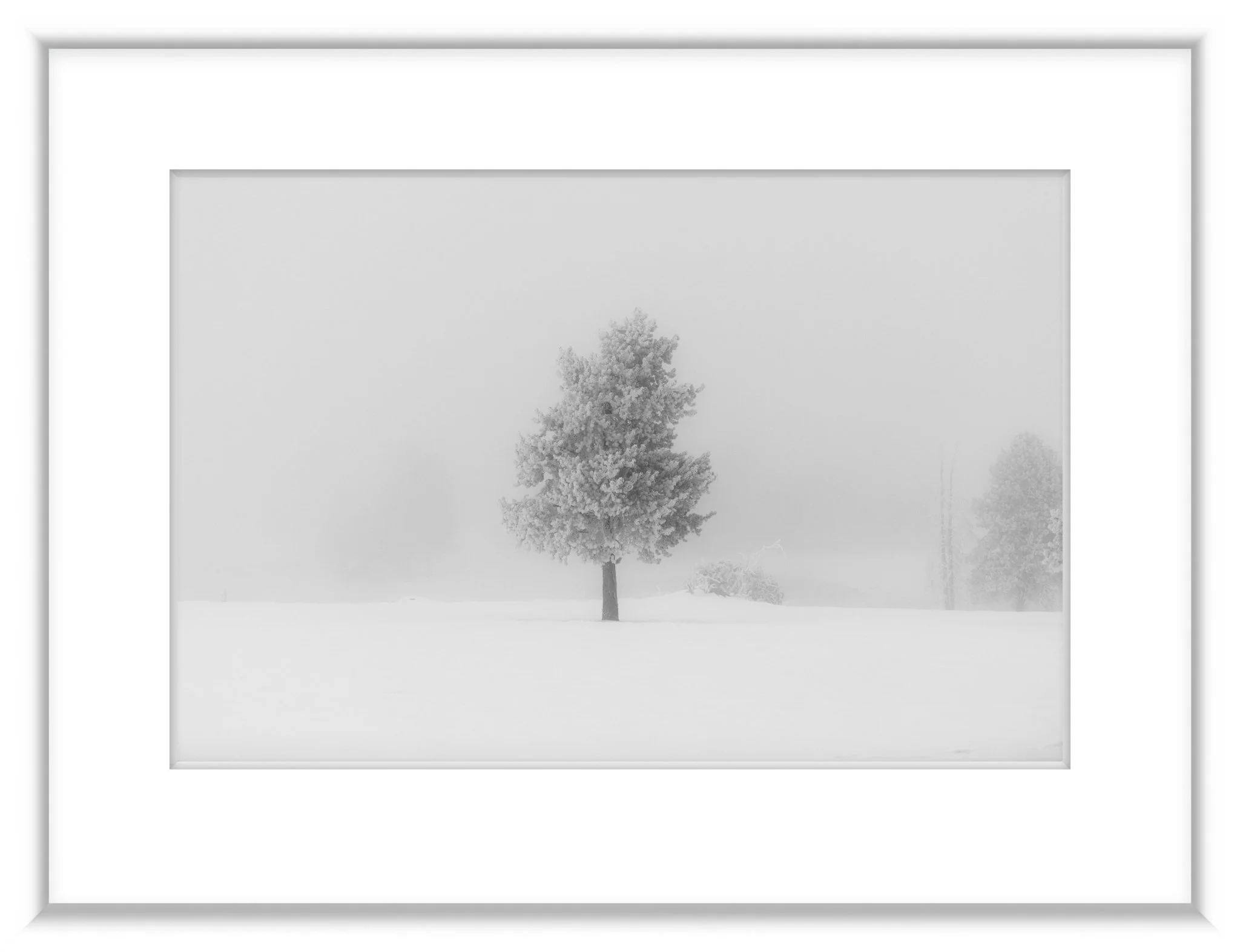 MSC-D850-YNP-Jan2022-6349-2.jpg