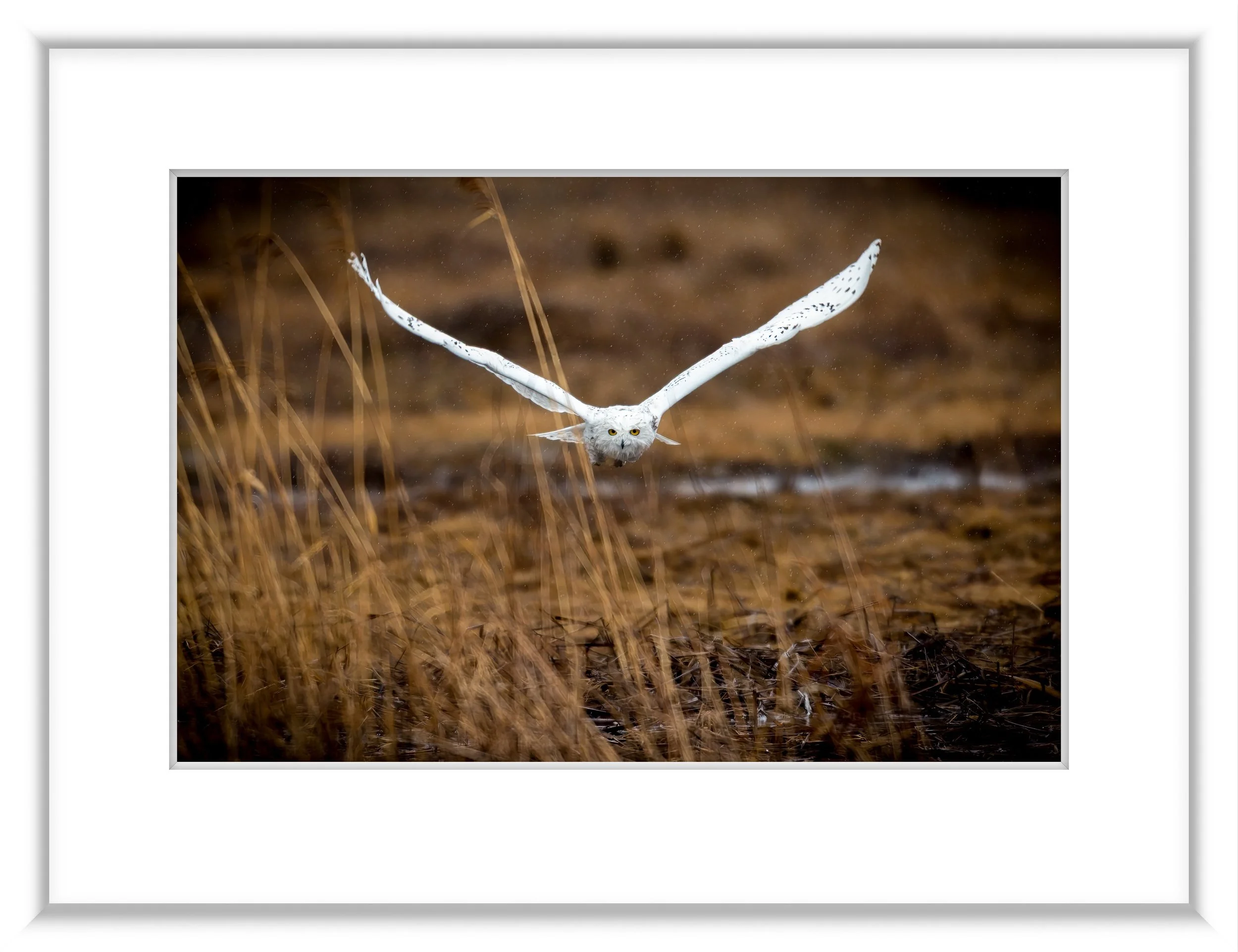 MSC-BOS-SNOWYOWLS-2014-2528-Edit-2-Edit.jpg