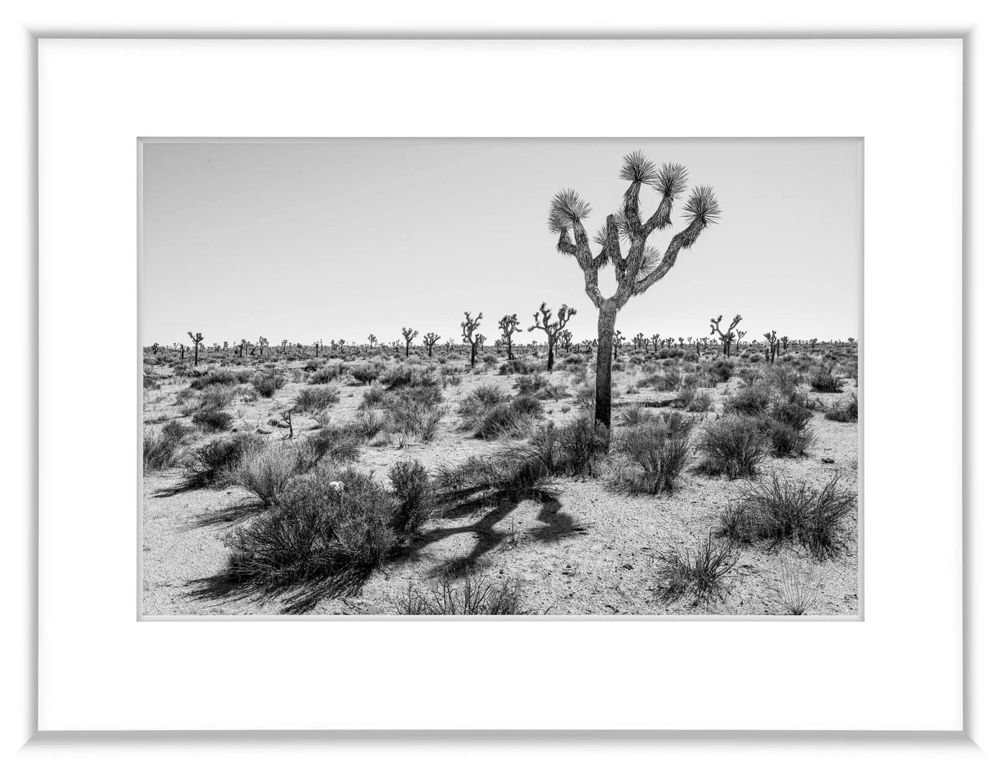 MSC-D850-JoshuaTree-Feb2022-7606.jpg