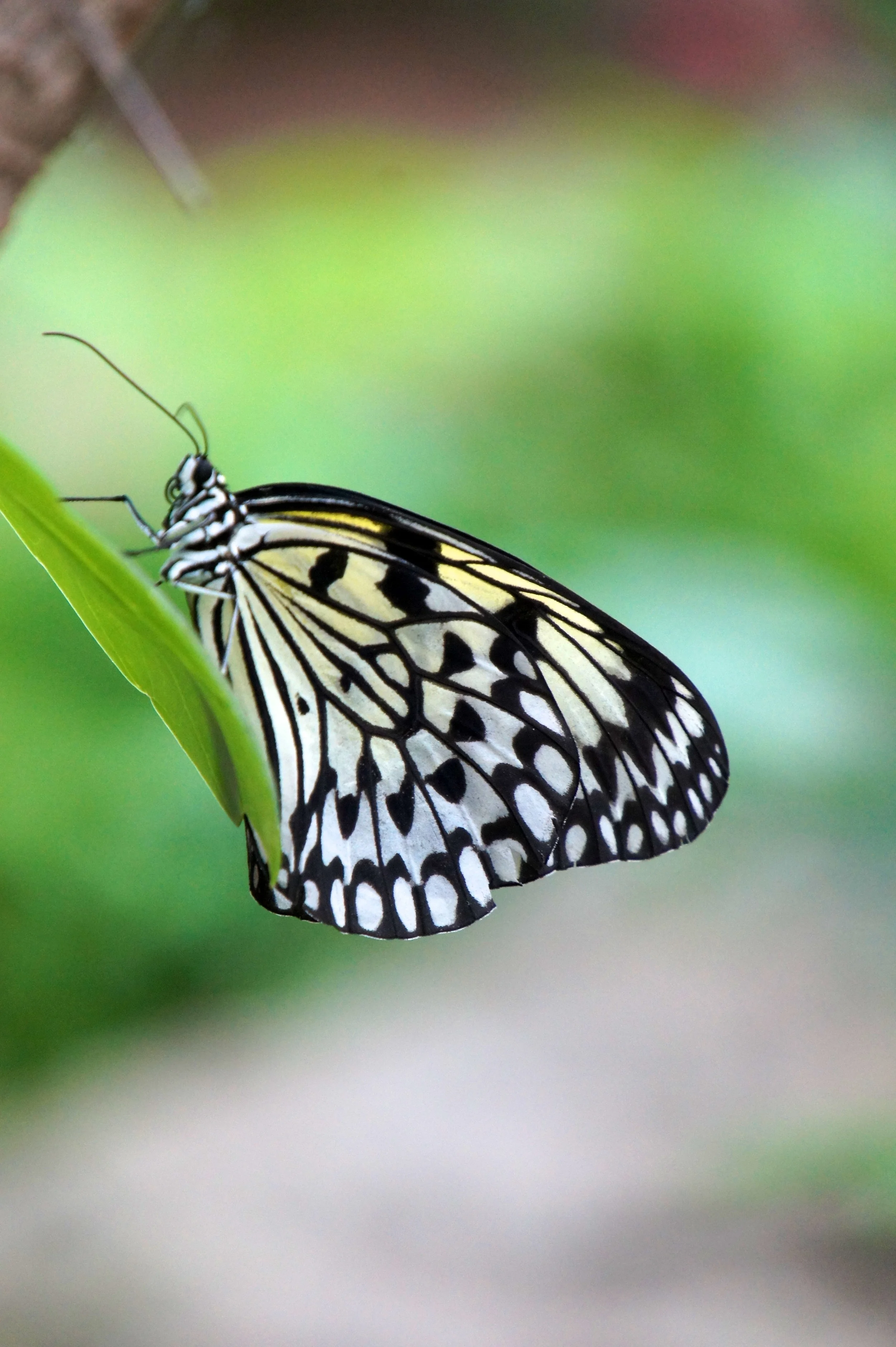 Butterfly 1 104.jpg