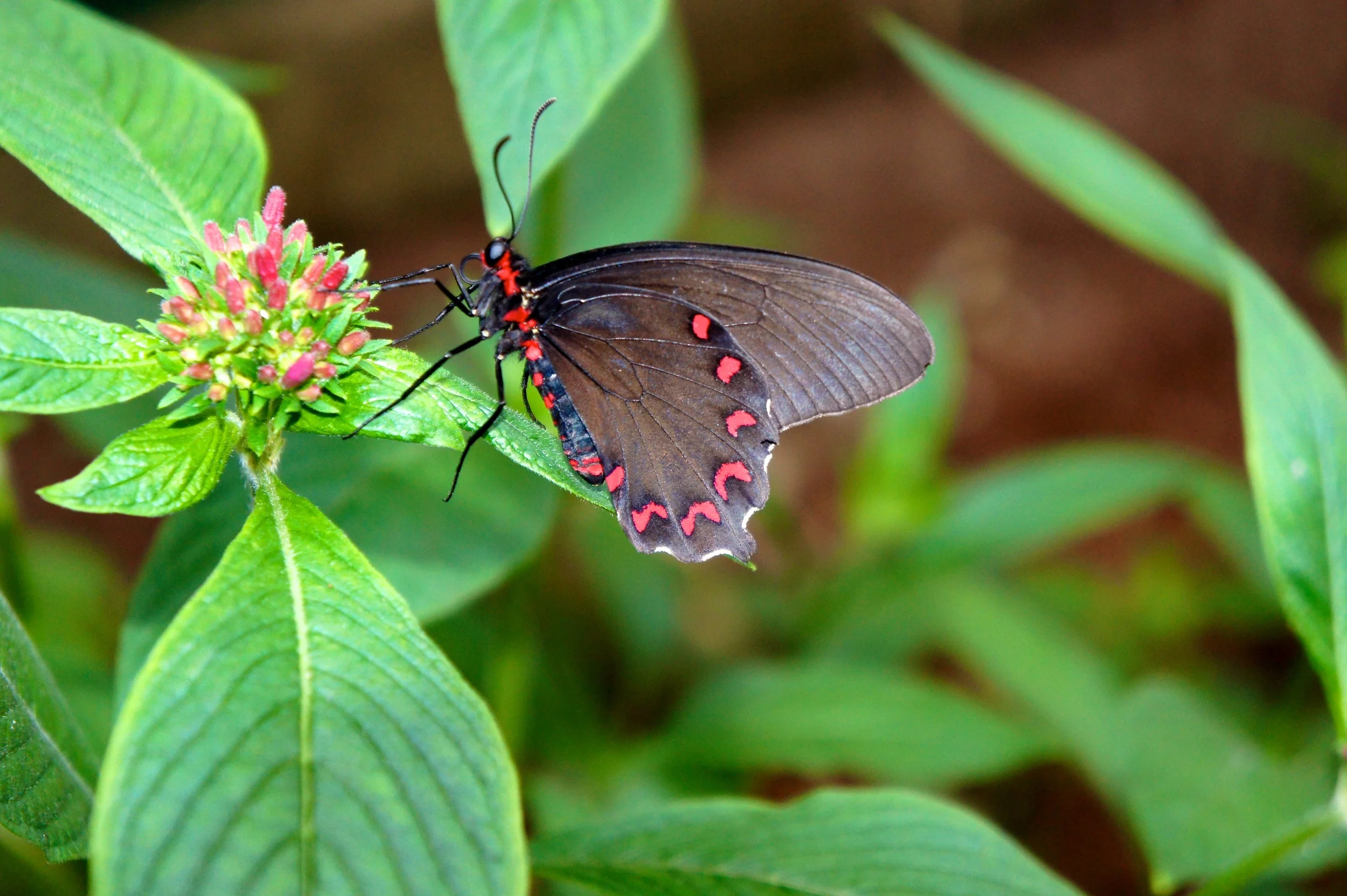 Butterfly 7 110.jpg