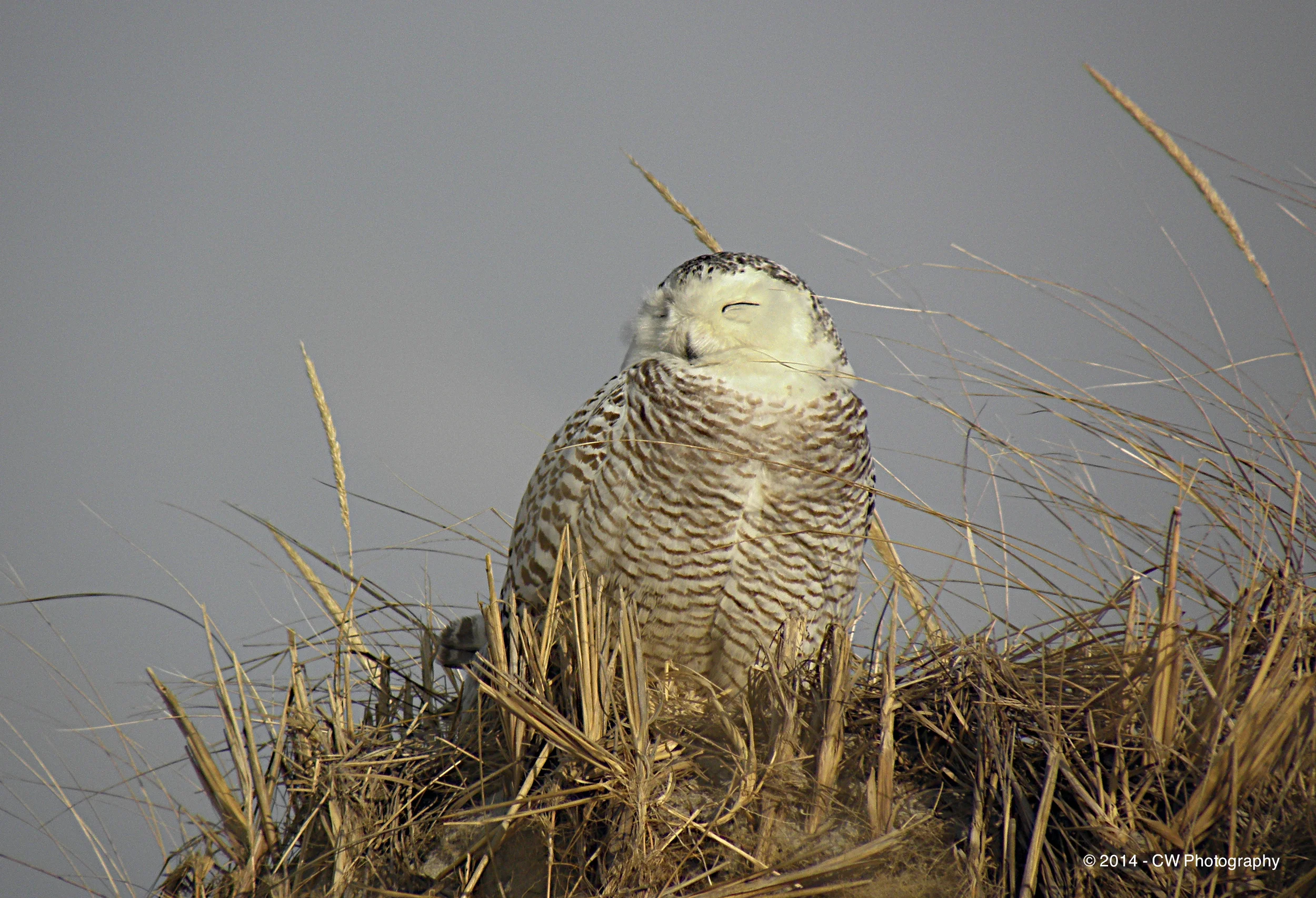 Snowy White Owl