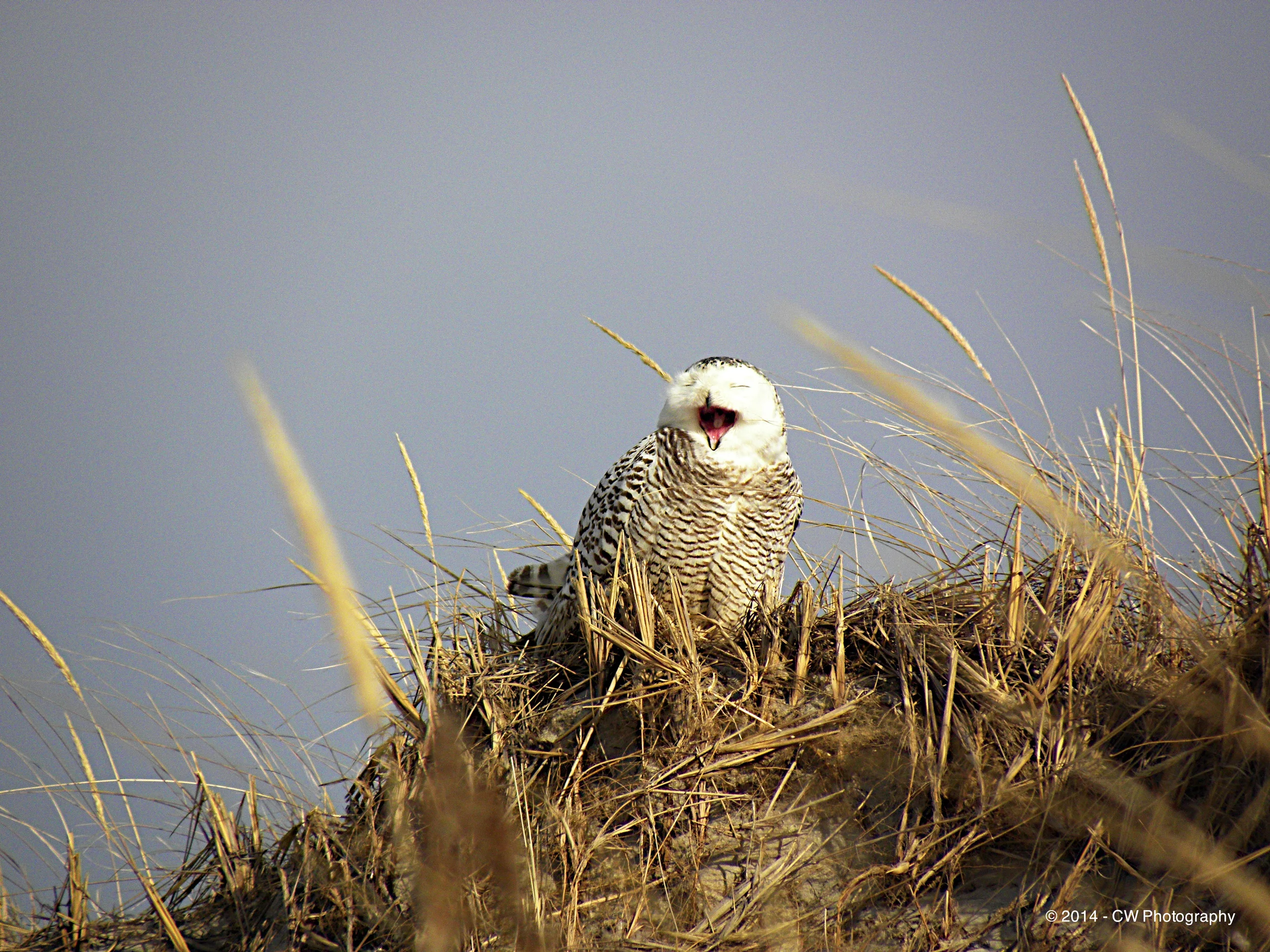 Snowy White Owl