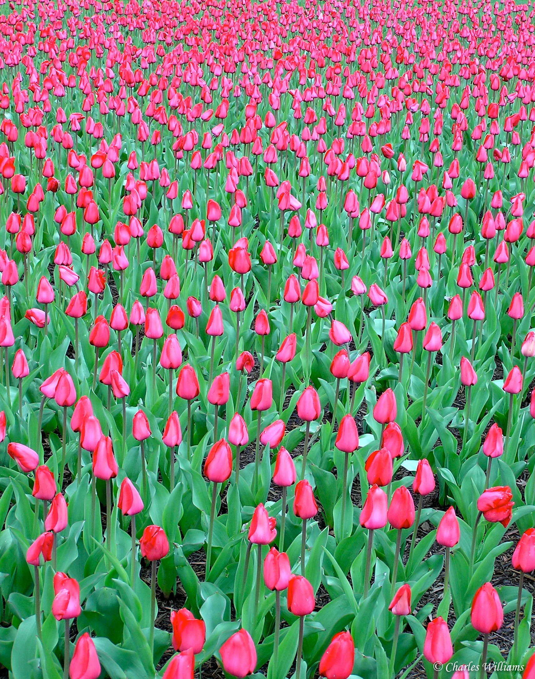 The Tulips of Arlington