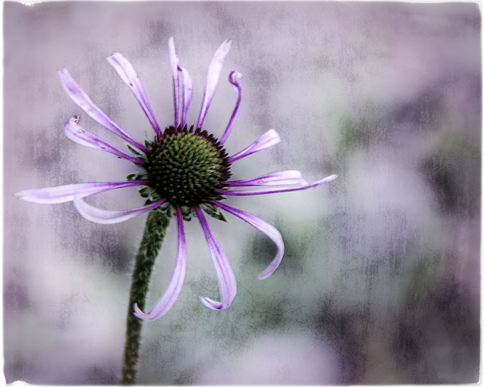 Purple Rain