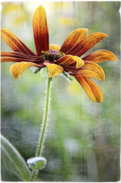 Daisy