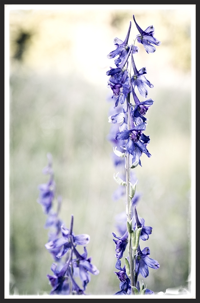 Blue. Standing tall