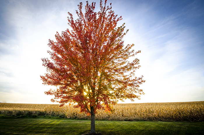 Autumn