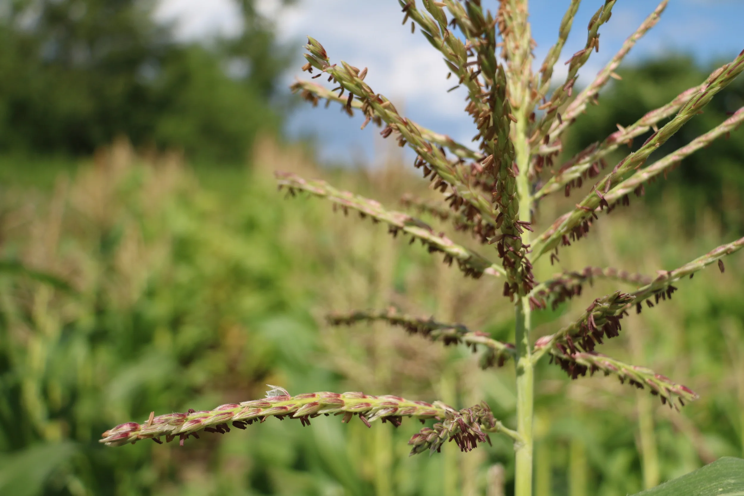 Episode 3-1: Aabir Dey on Seed Security